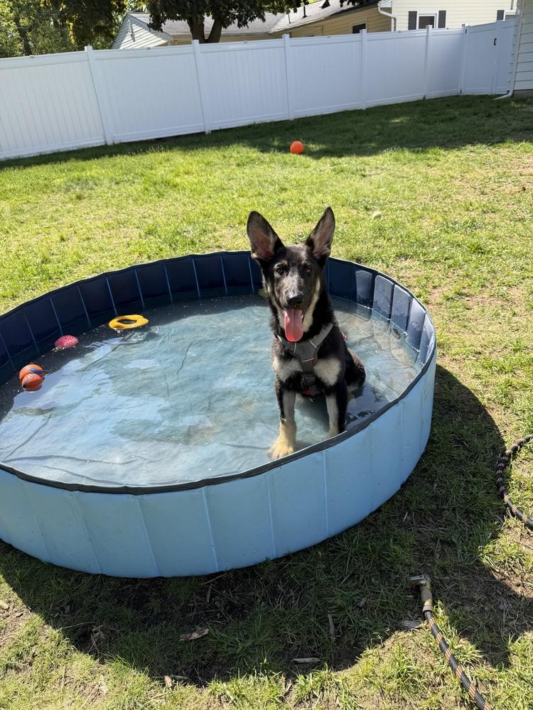 Sasha, a Adoptable German Shepherd Dog in Oakland, MI image 6/6