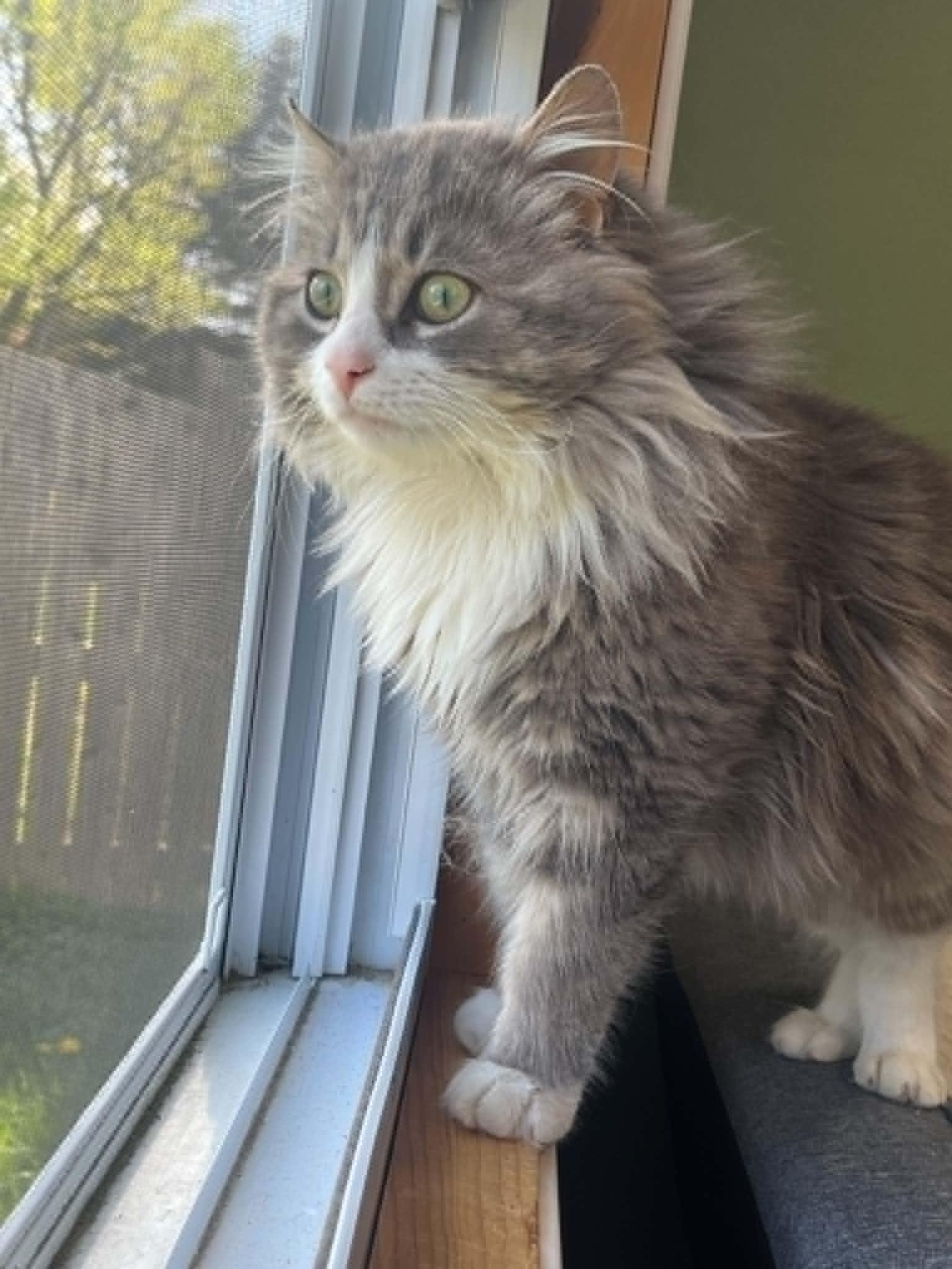 Fluffy, Willow Grove PS (FCID 4/22/26-140), a Adopted Domestic Long Hair in Greenville, DE image 1/3