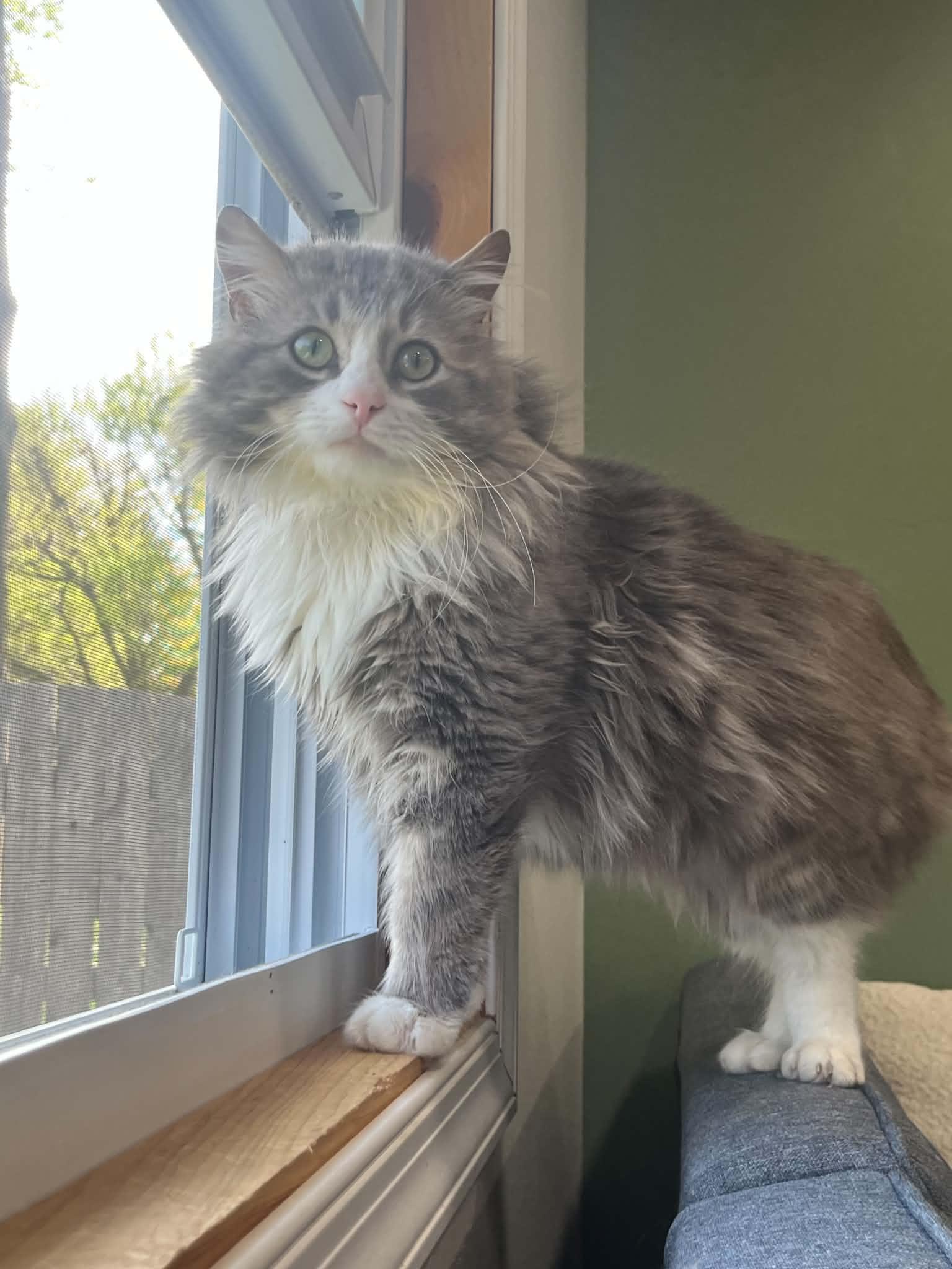 Fluffy, Willow Grove PS (FCID 4/22/26-140), a Adopted Domestic Long Hair in Greenville, DE image 2/3