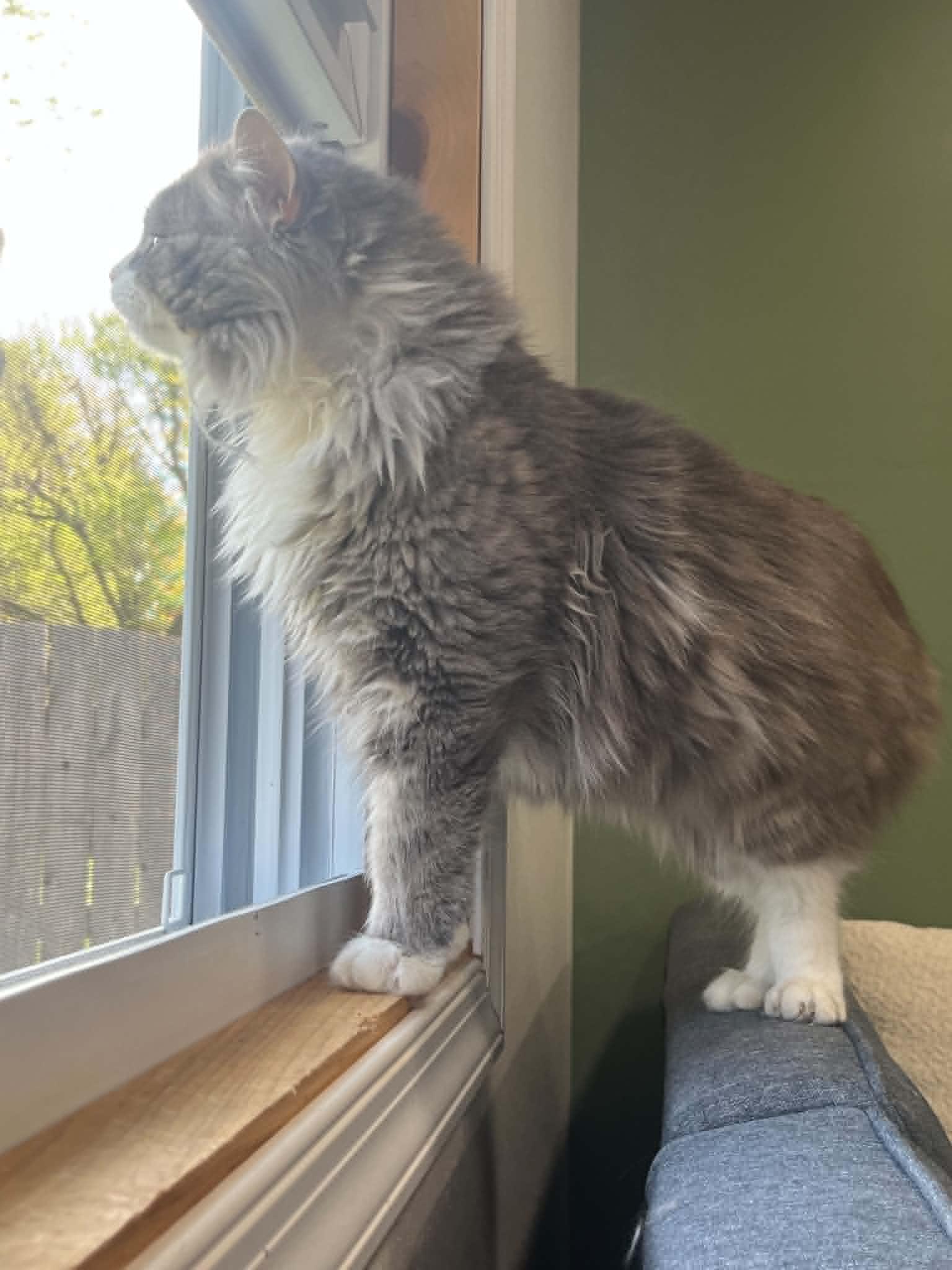 Fluffy, Willow Grove PS (FCID 4/22/26-140), a Adopted Domestic Long Hair in Greenville, DE image 3/3
