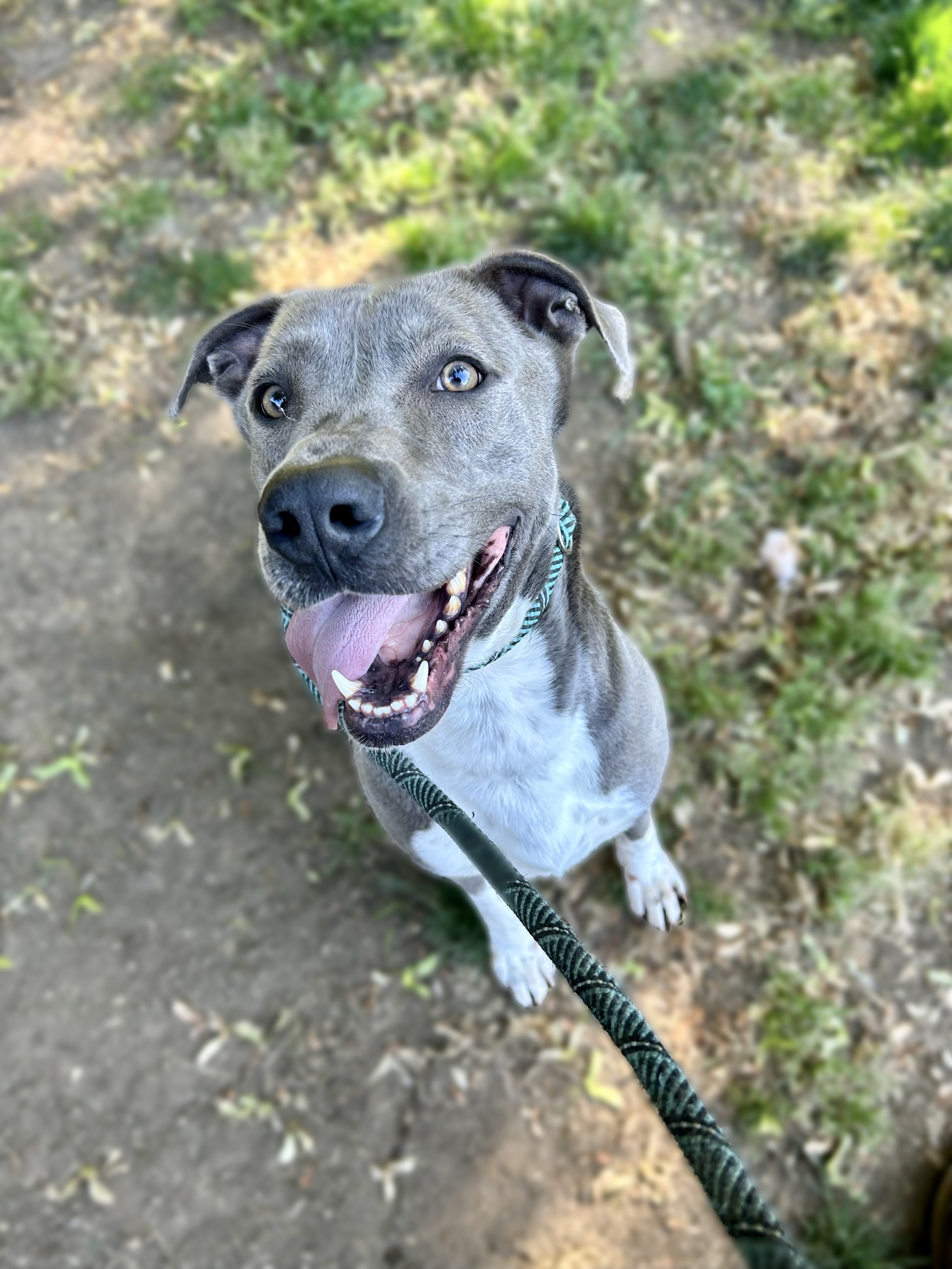 Aspen American Staffordshire Terrier Dog