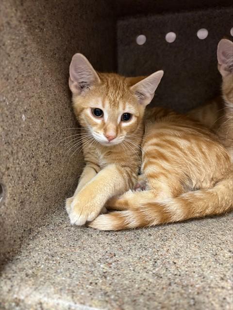 Enlarge A798693, a Adoptable Domestic Short Hair in Louisville, KY image 1/1