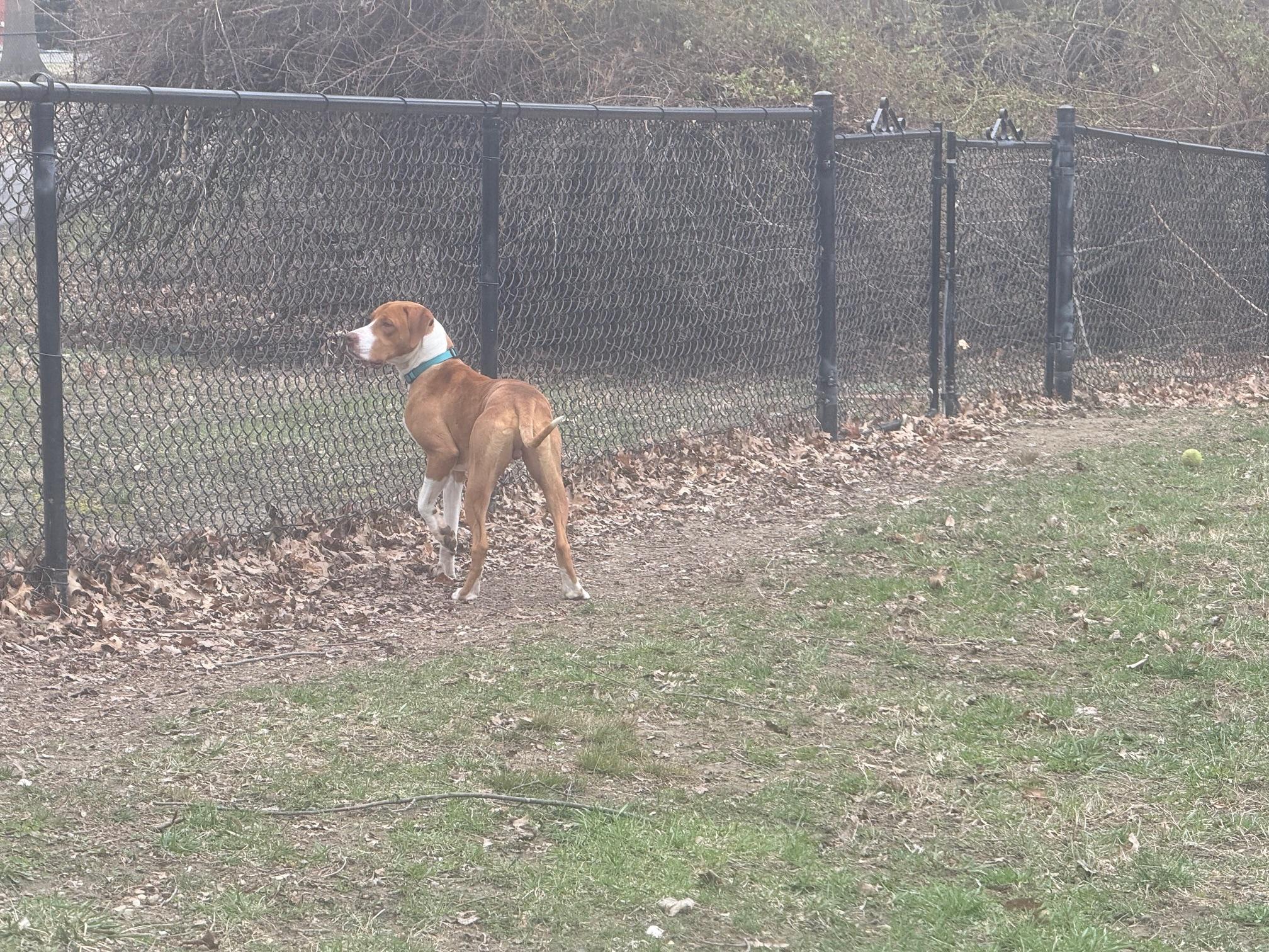 Enlarge Bill, a ADOPTABLE mixed breed in Alexandria, VA image 6/6