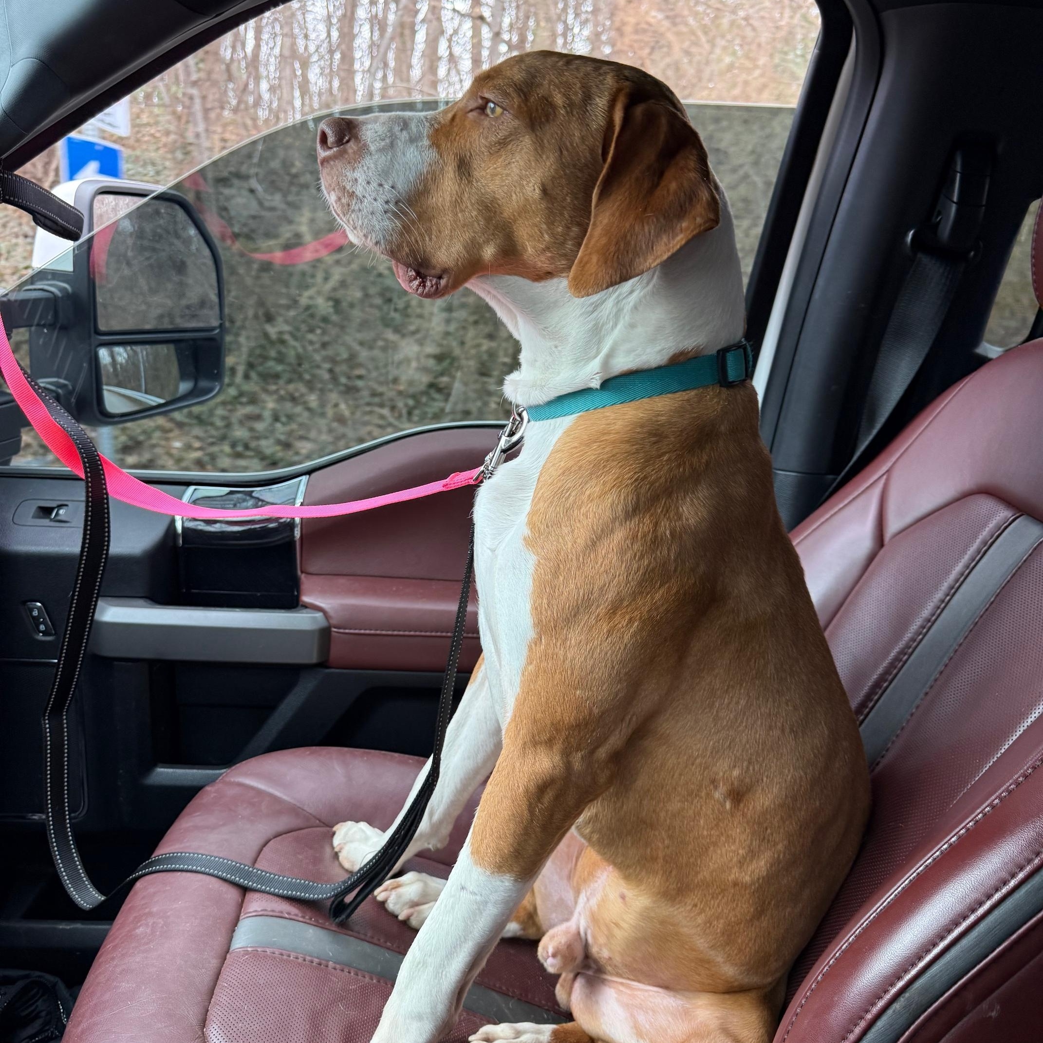 Enlarge Bill, a ADOPTABLE mixed breed in Alexandria, VA image 2/6