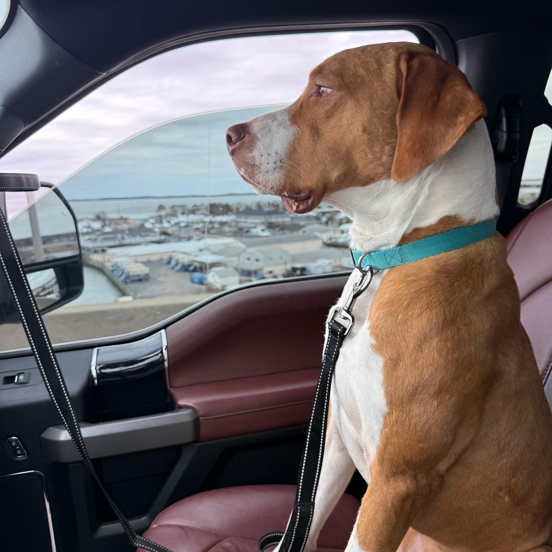 Enlarge Bill, a ADOPTABLE mixed breed in Alexandria, VA image 3/6