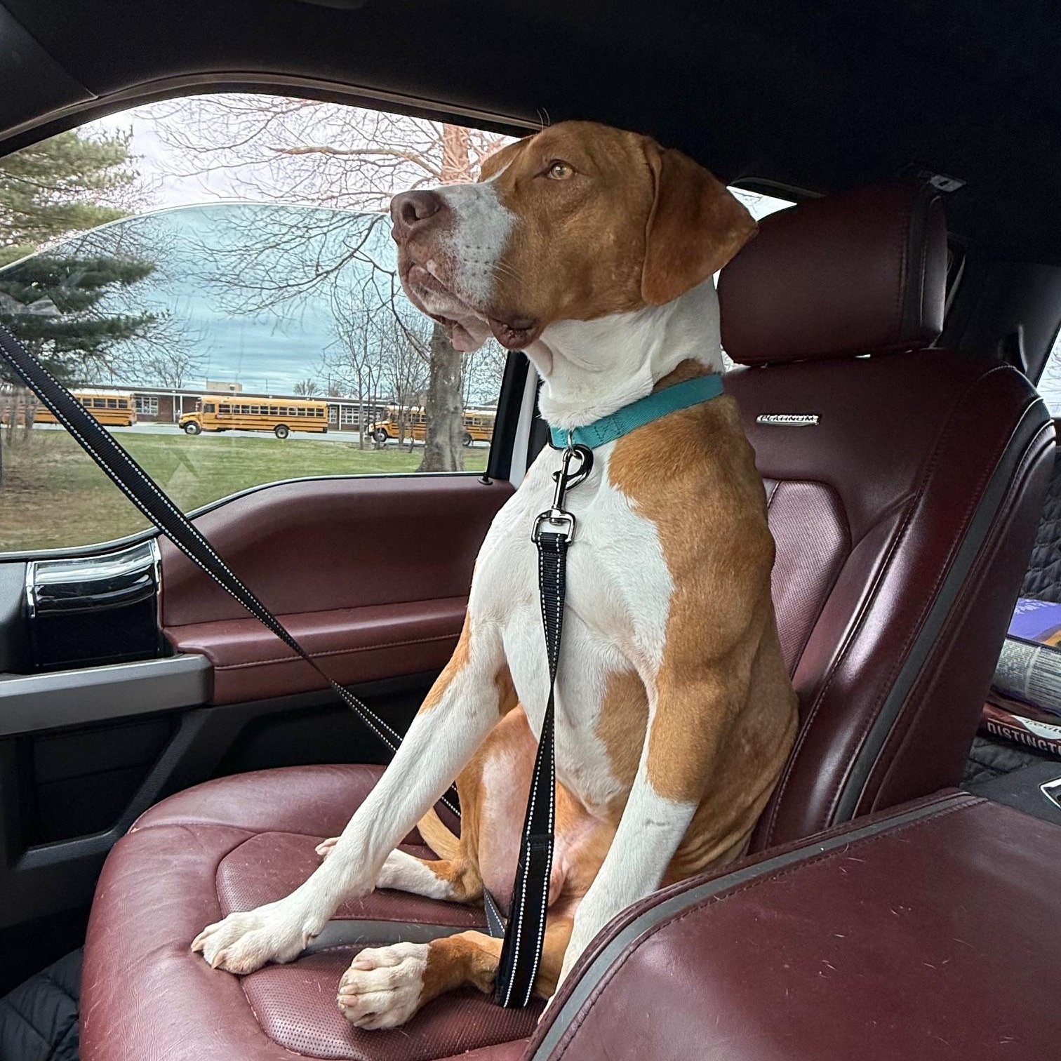 Enlarge Bill, a ADOPTABLE mixed breed in Alexandria, VA image 4/6