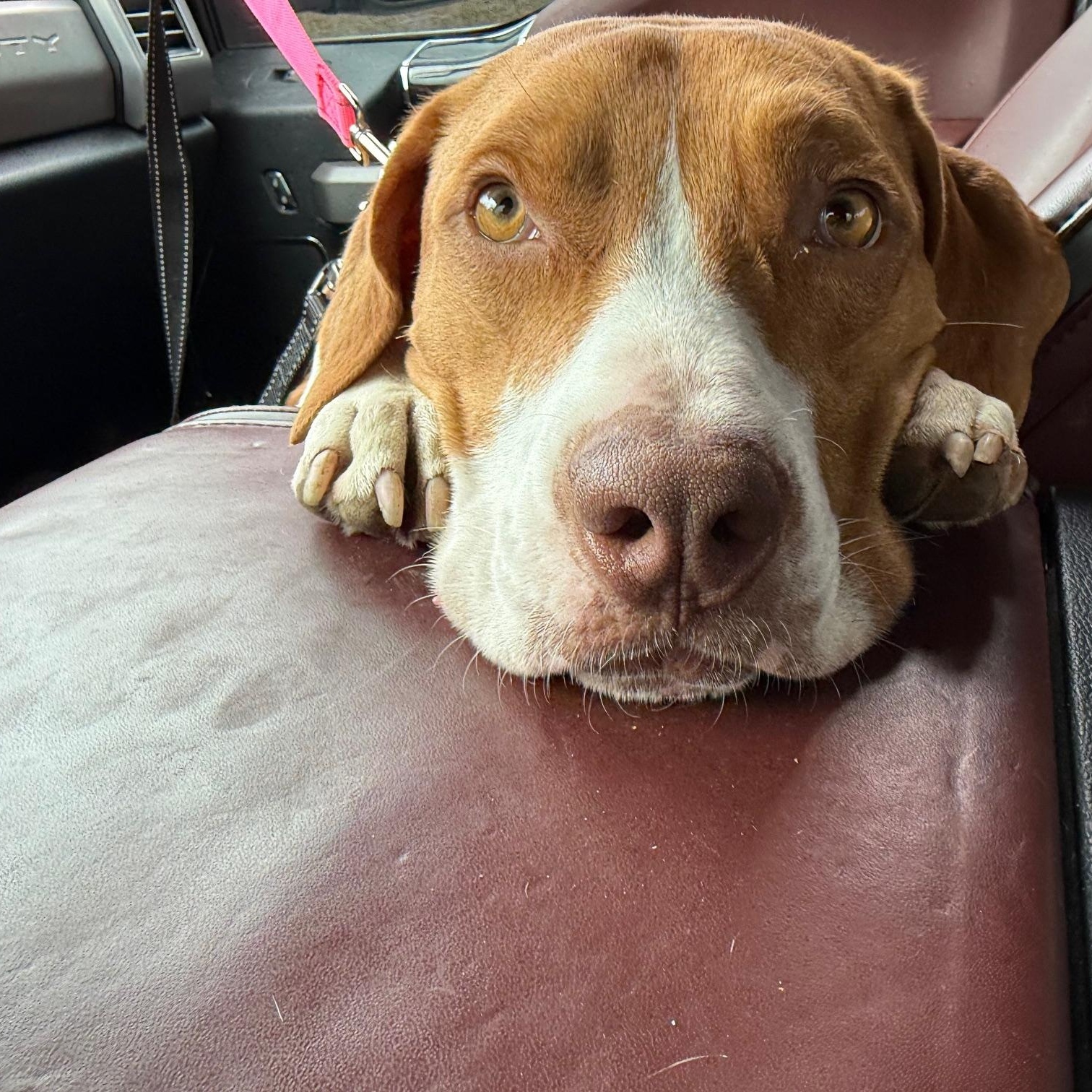 Enlarge Bill, a ADOPTABLE mixed breed in Alexandria, VA image 1/6