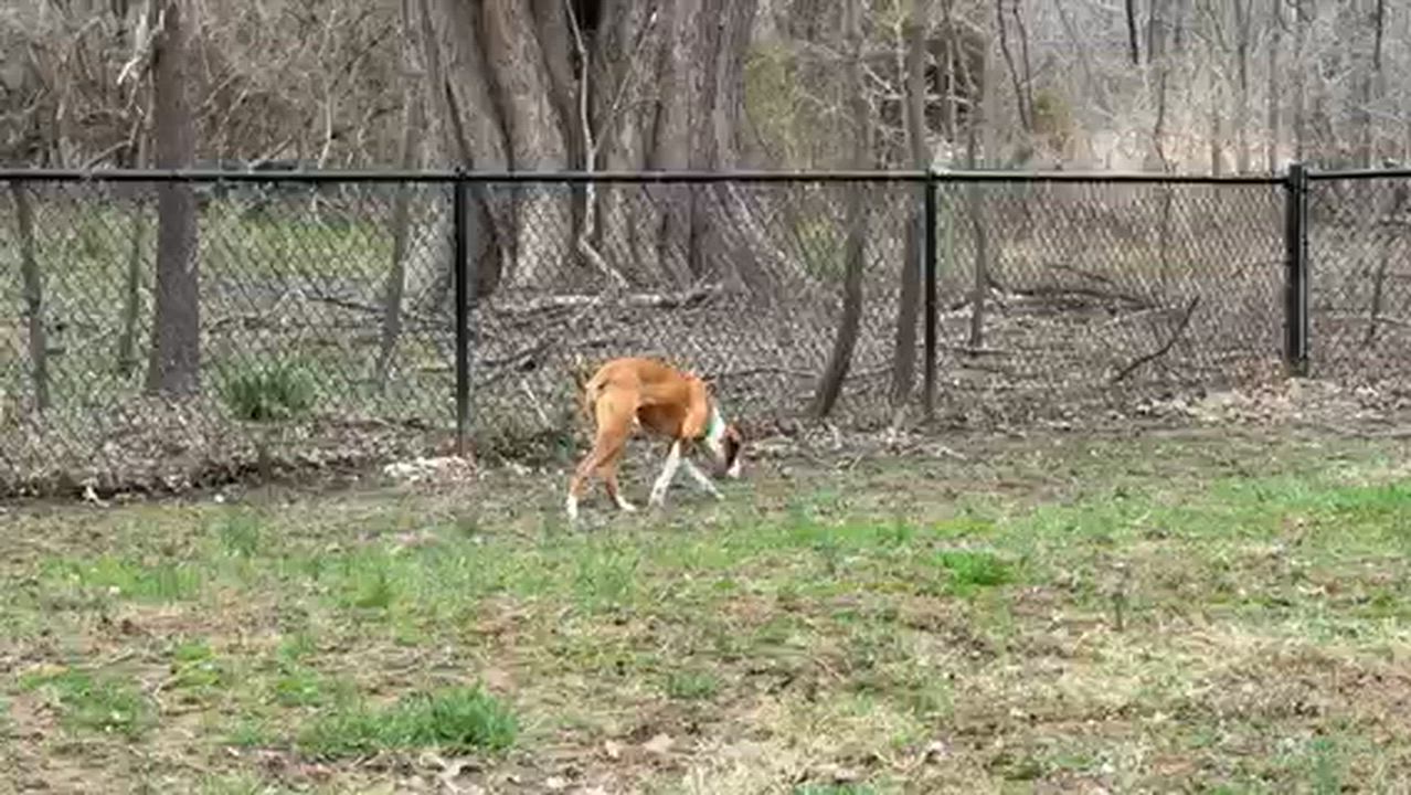 Enlarge Bill, a ADOPTABLE mixed breed in Alexandria, VA video 5/6
