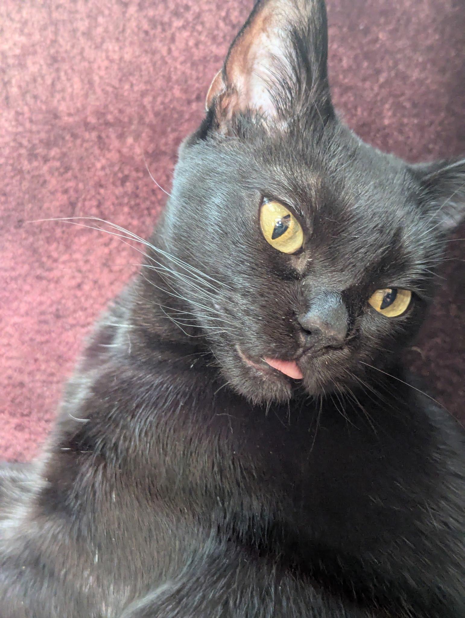 Enlarge Spice - Not spicy anymore!, a ADOPTABLE Domestic Short Hair in Fountain Valley, CA image 1/3