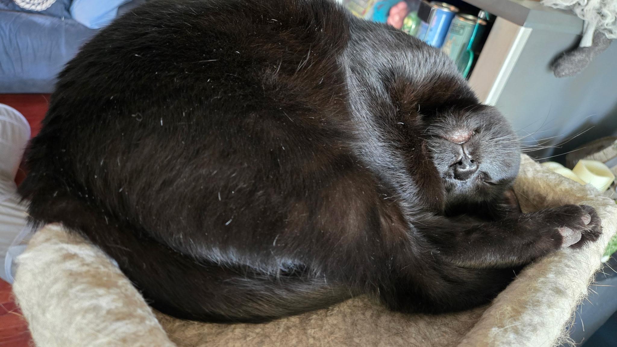 Enlarge Spice - Not spicy anymore!, a ADOPTABLE Domestic Short Hair in Fountain Valley, CA image 3/3