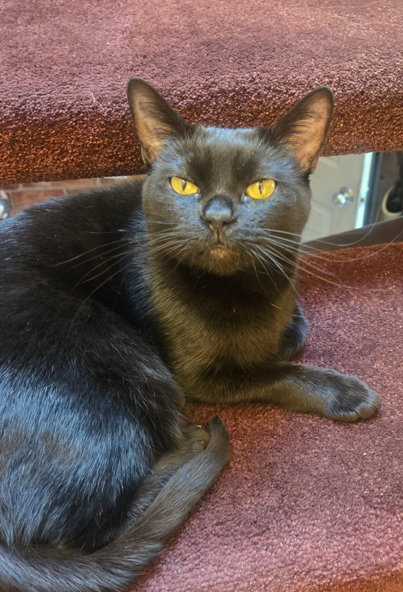 Enlarge Spice - Not spicy anymore!, a ADOPTABLE Domestic Short Hair in Fountain Valley, CA image 2/3