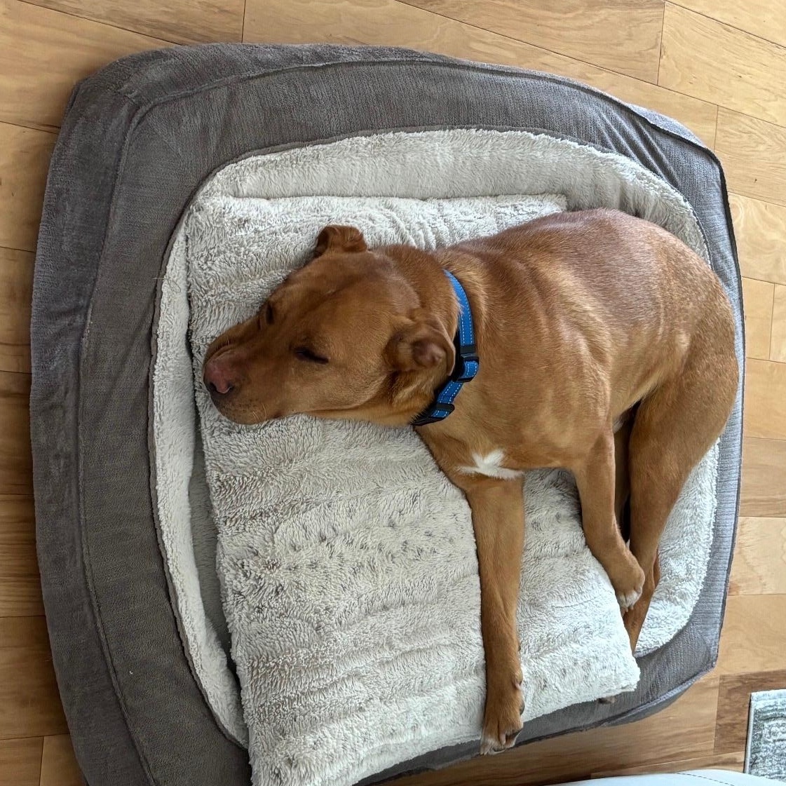 Enlarge Kali, a Adoptable Mixed Breed in Calabash, NC image 4/4