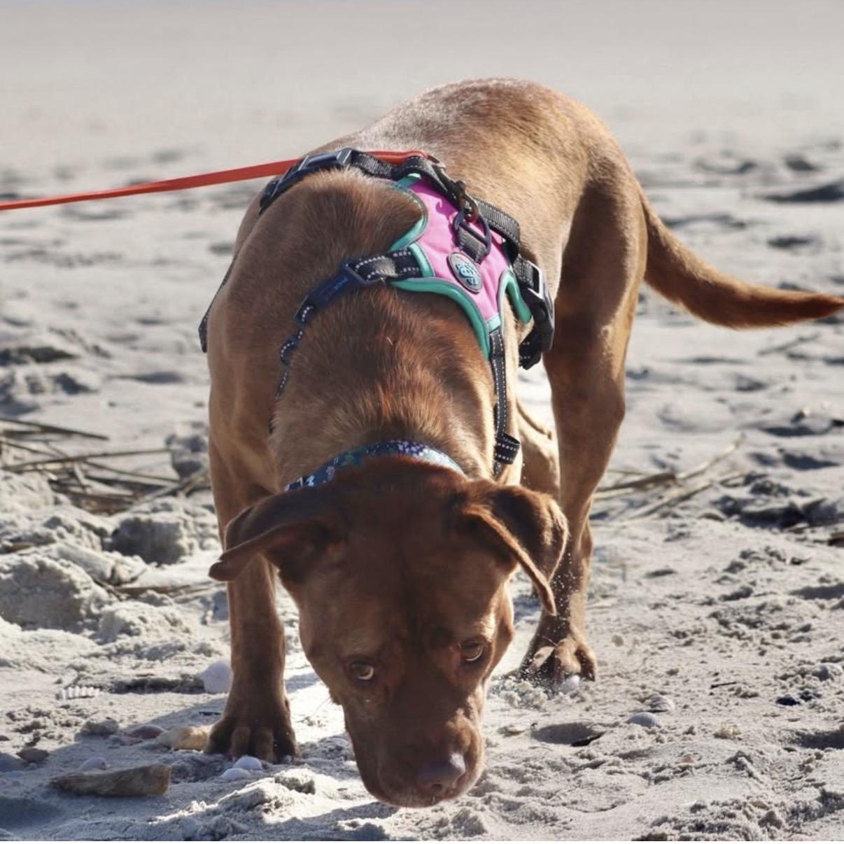 Enlarge Kali, a Adoptable Mixed Breed image 2/4