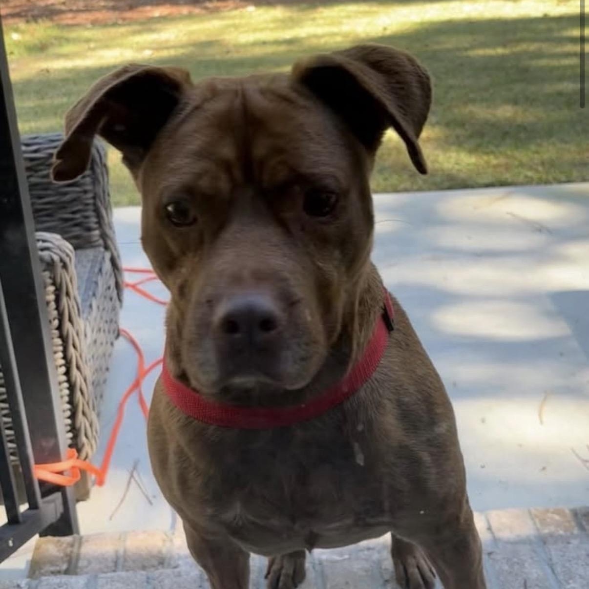 Enlarge Kali, a Adoptable Mixed Breed image 4/4