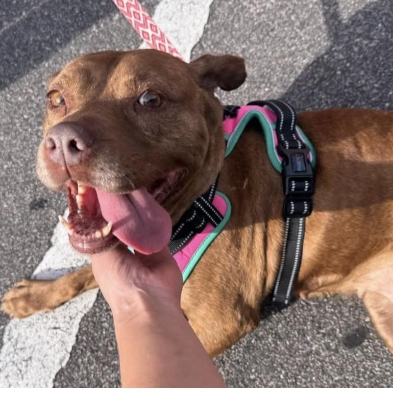 Kali, Adoptable, Senior Female Mixed Breed.