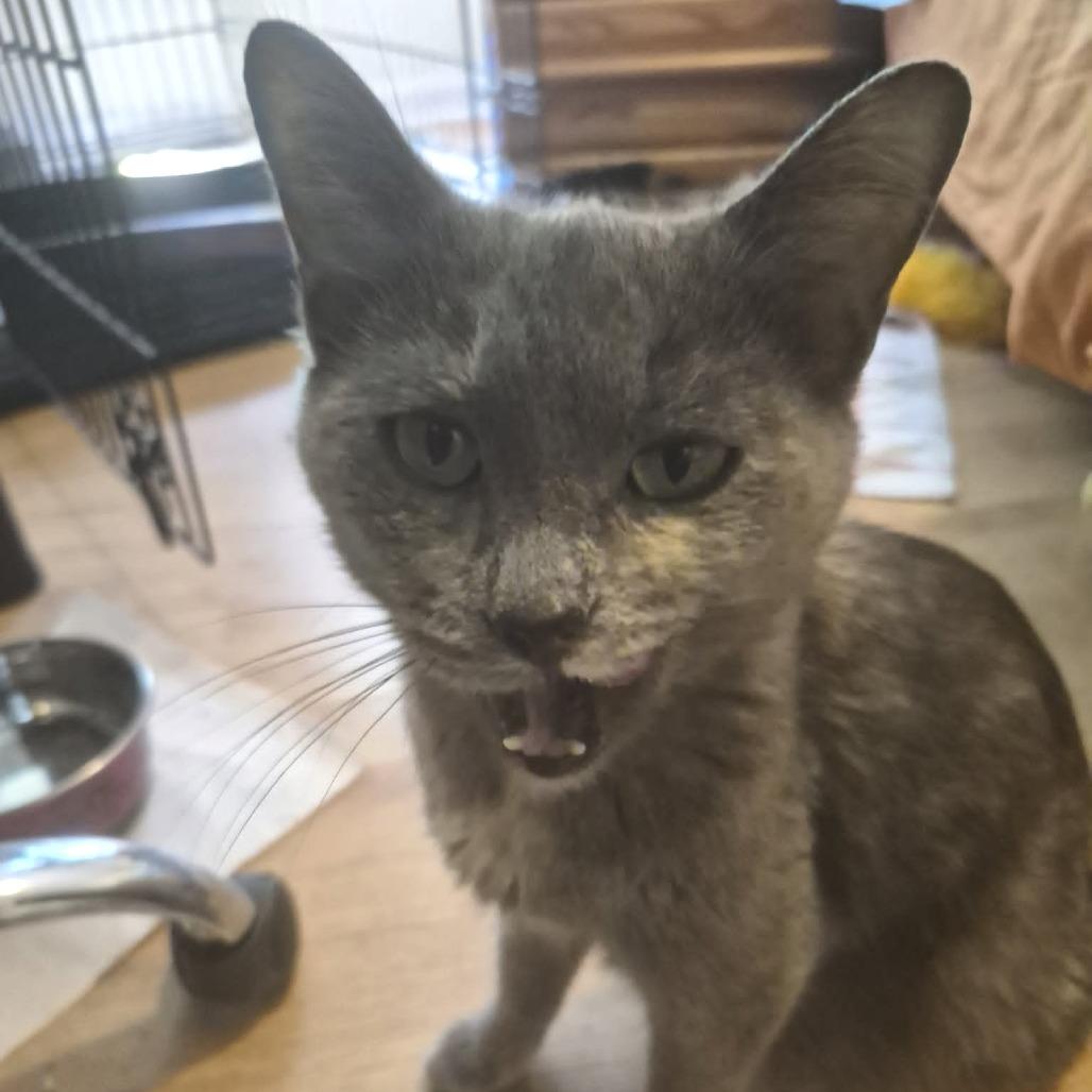 Tulip (Holland Cat Cove), a Adoptable Domestic Short Hair in West Olive, MI image 1/6