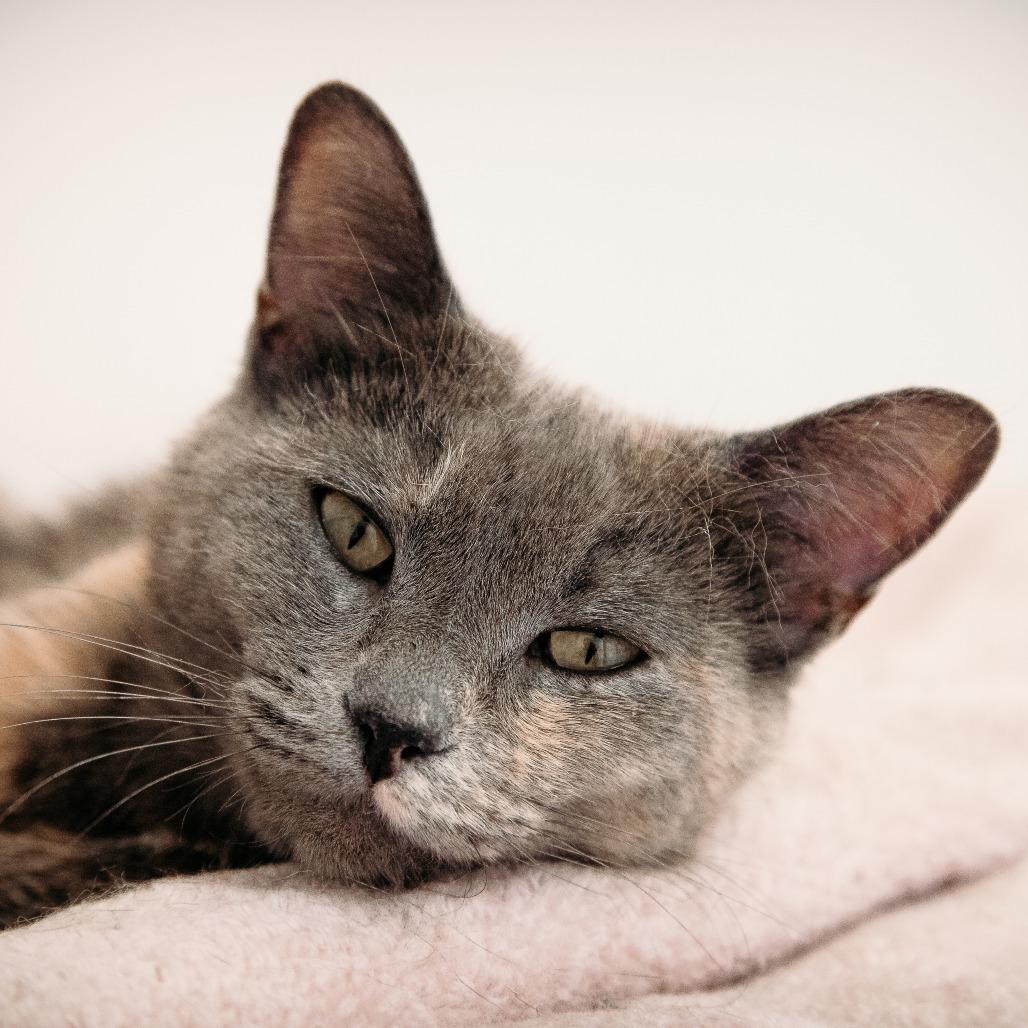 Tulip (Holland Cat Cove), a Adoptable Domestic Short Hair in West Olive, MI image 2/6