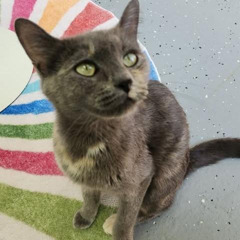 Tulip (Holland Cat Cove), a Adoptable Domestic Short Hair in West Olive, MI image 3/6