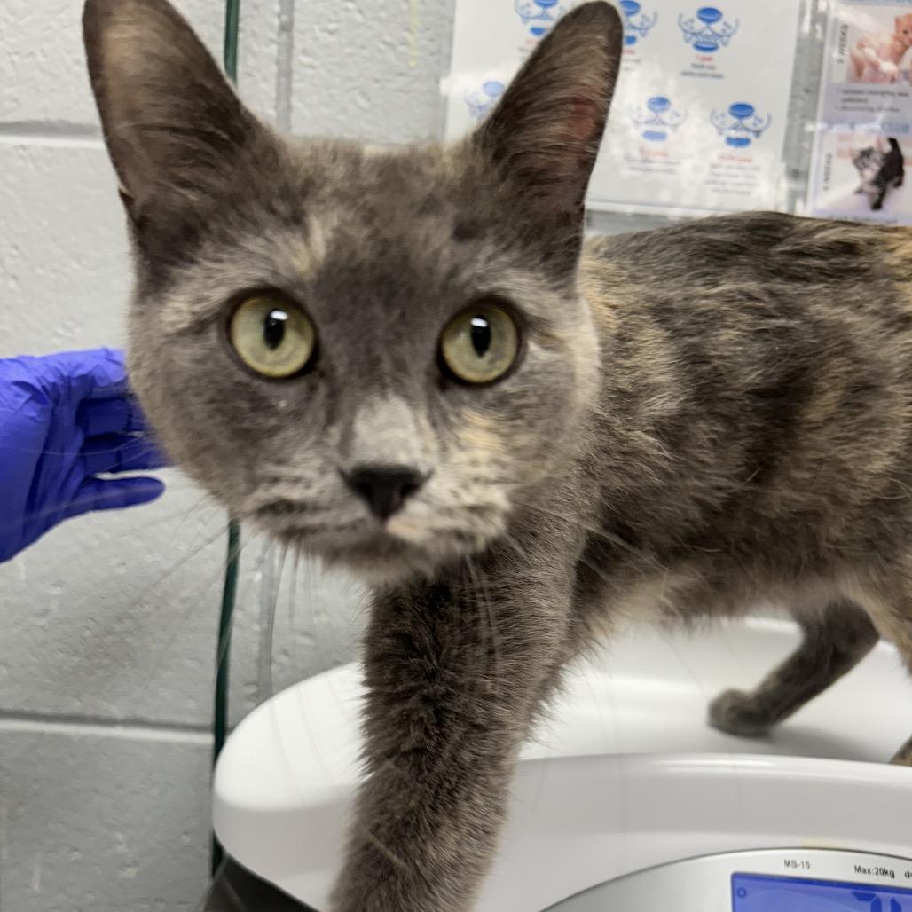 Tulip (Holland Cat Cove), a Adoptable Domestic Short Hair in West Olive, MI image 4/6