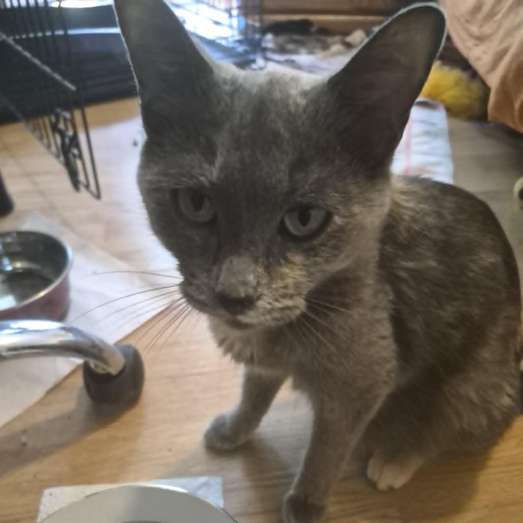 Tulip (Holland Cat Cove), a Adoptable Domestic Short Hair in West Olive, MI image 5/6