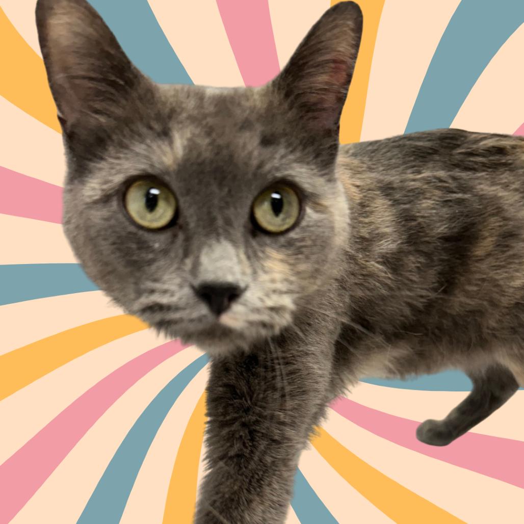 Tulip (Holland Cat Cove), a Adoptable Domestic Short Hair in West Olive, MI image 6/6