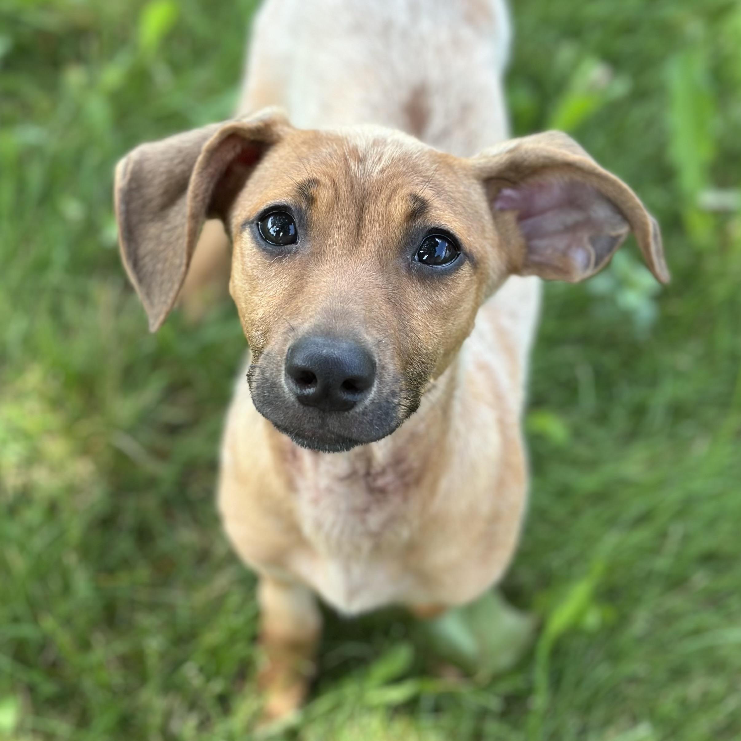 Batula, adoptable, Puppy Male Mixed Breed.