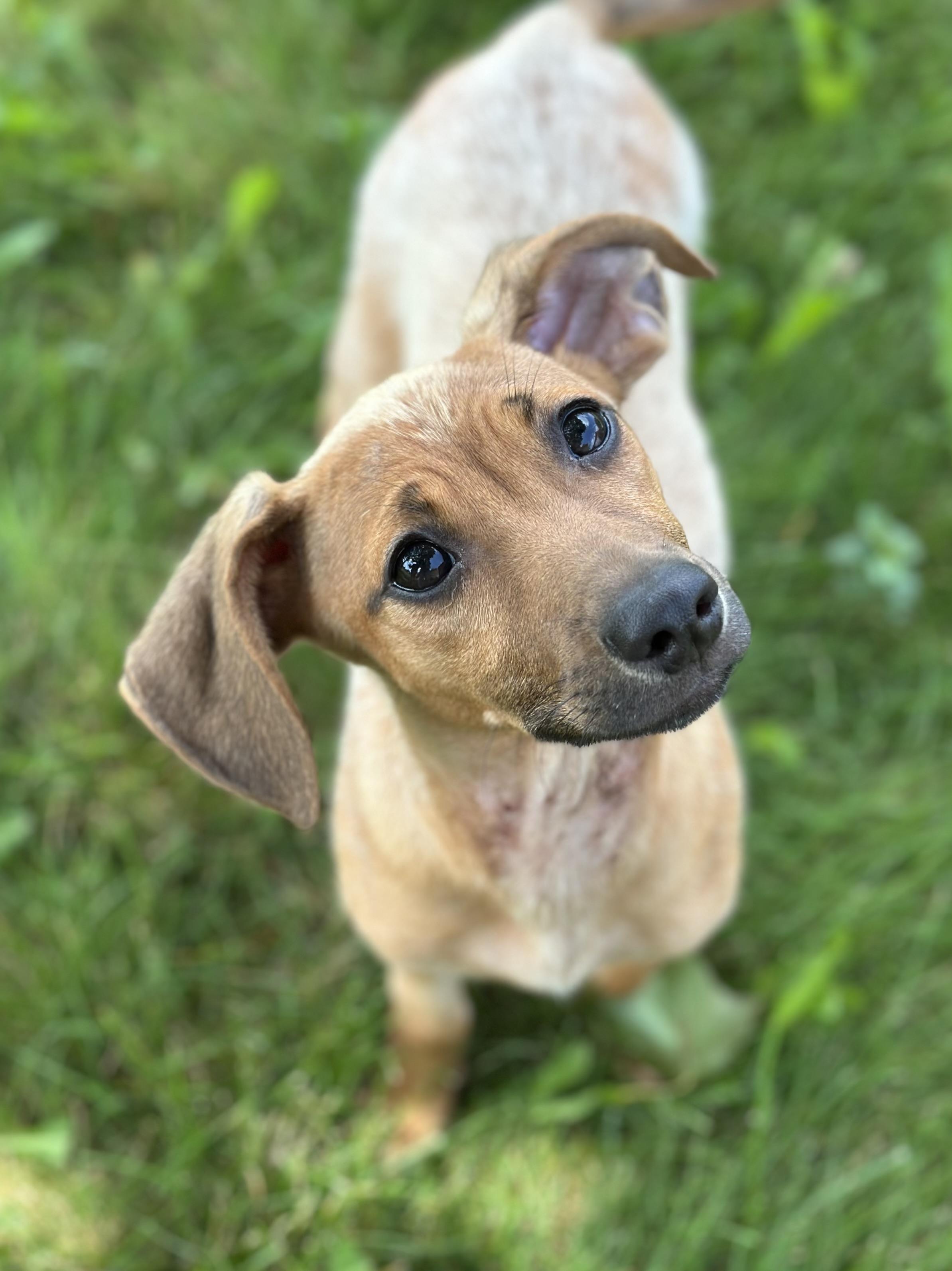 Enlarge Batula, an adoptable mixed breed in Schaumburg, IL image 2/2