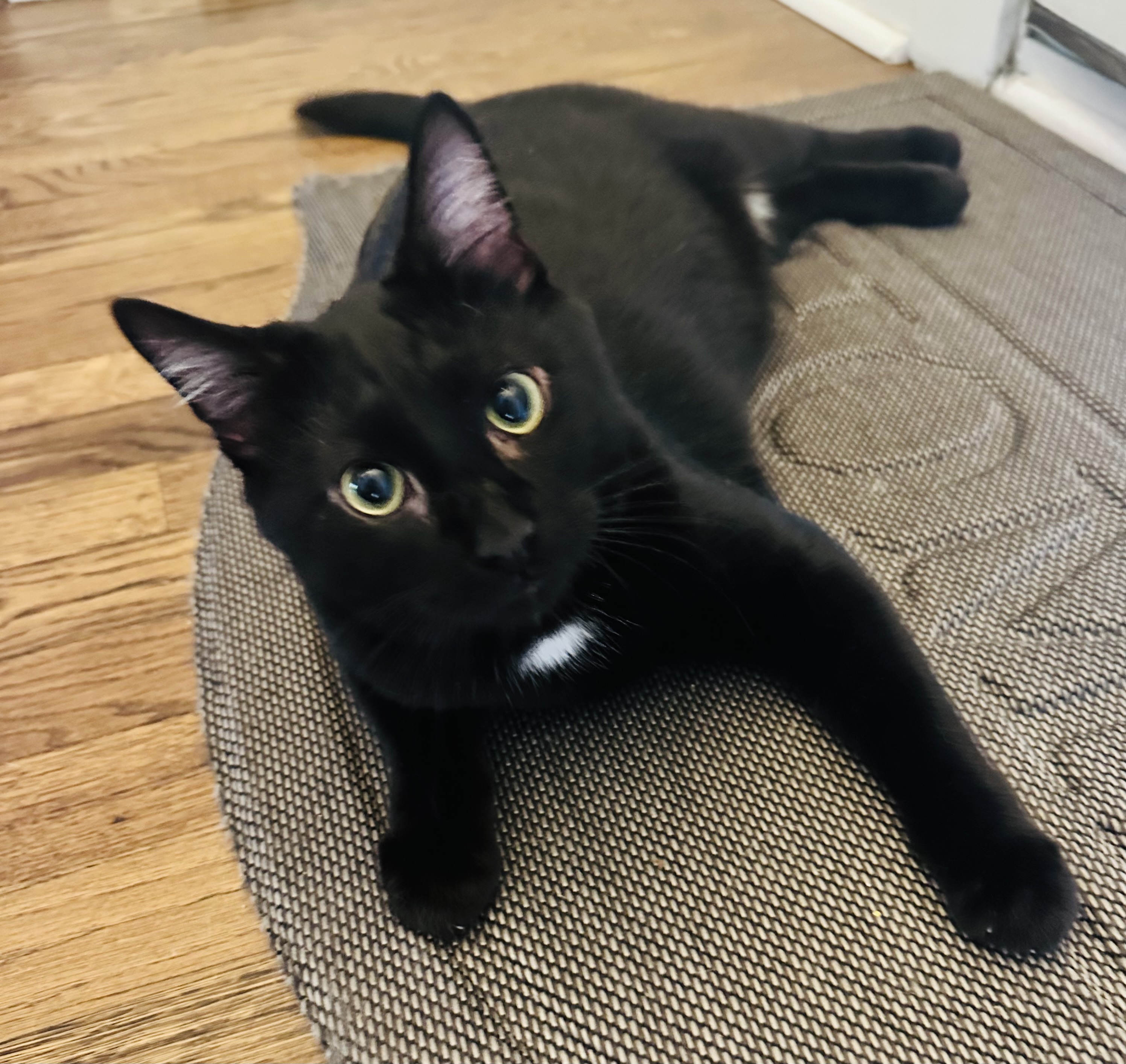 Knight (quirky, energetic and AWESOME), a Adoptable Domestic Short Hair in Rock Hill, SC image 2/6