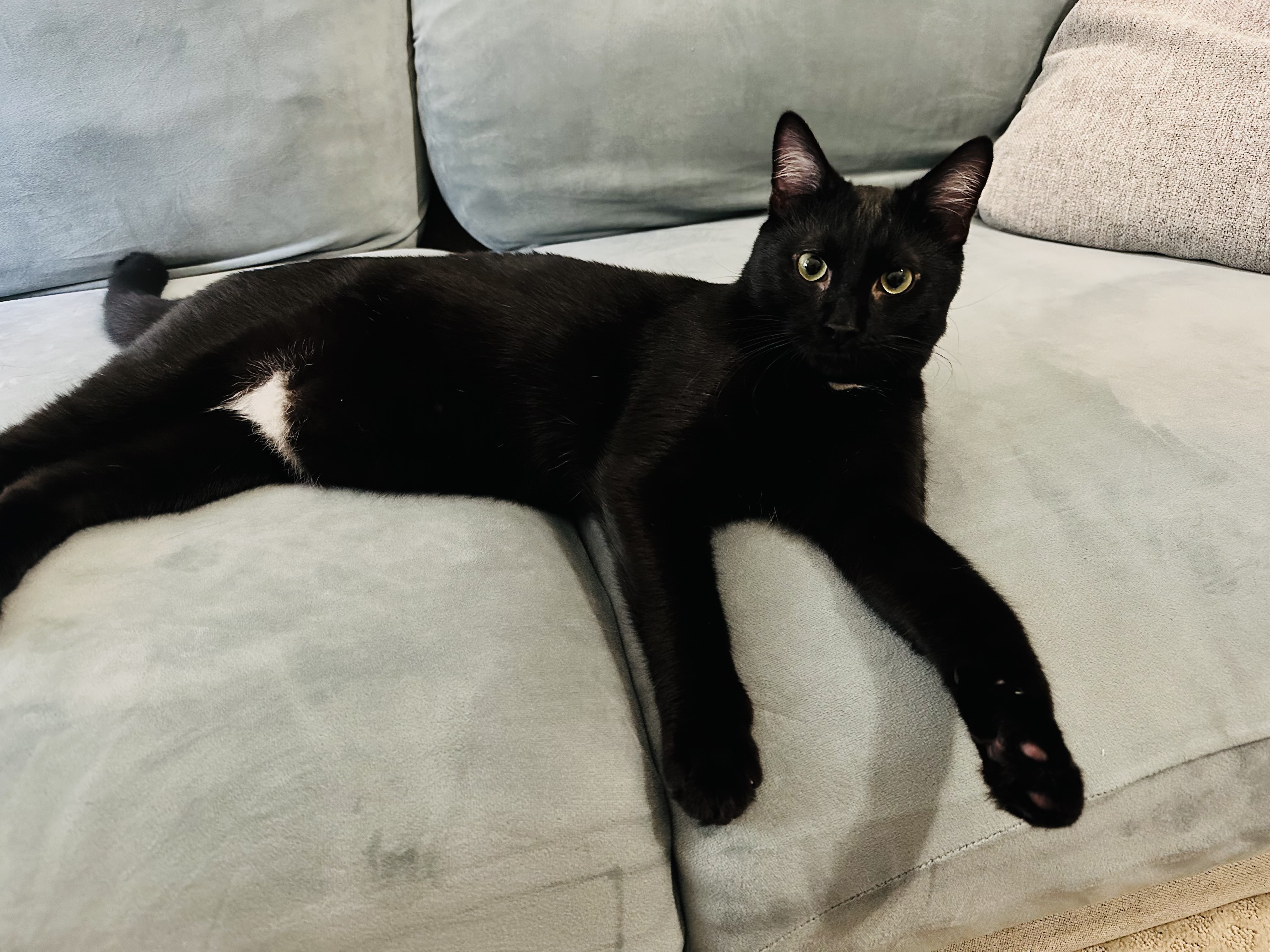 Knight (quirky, energetic and AWESOME), a Adoptable Domestic Short Hair in Rock Hill, SC image 1/6