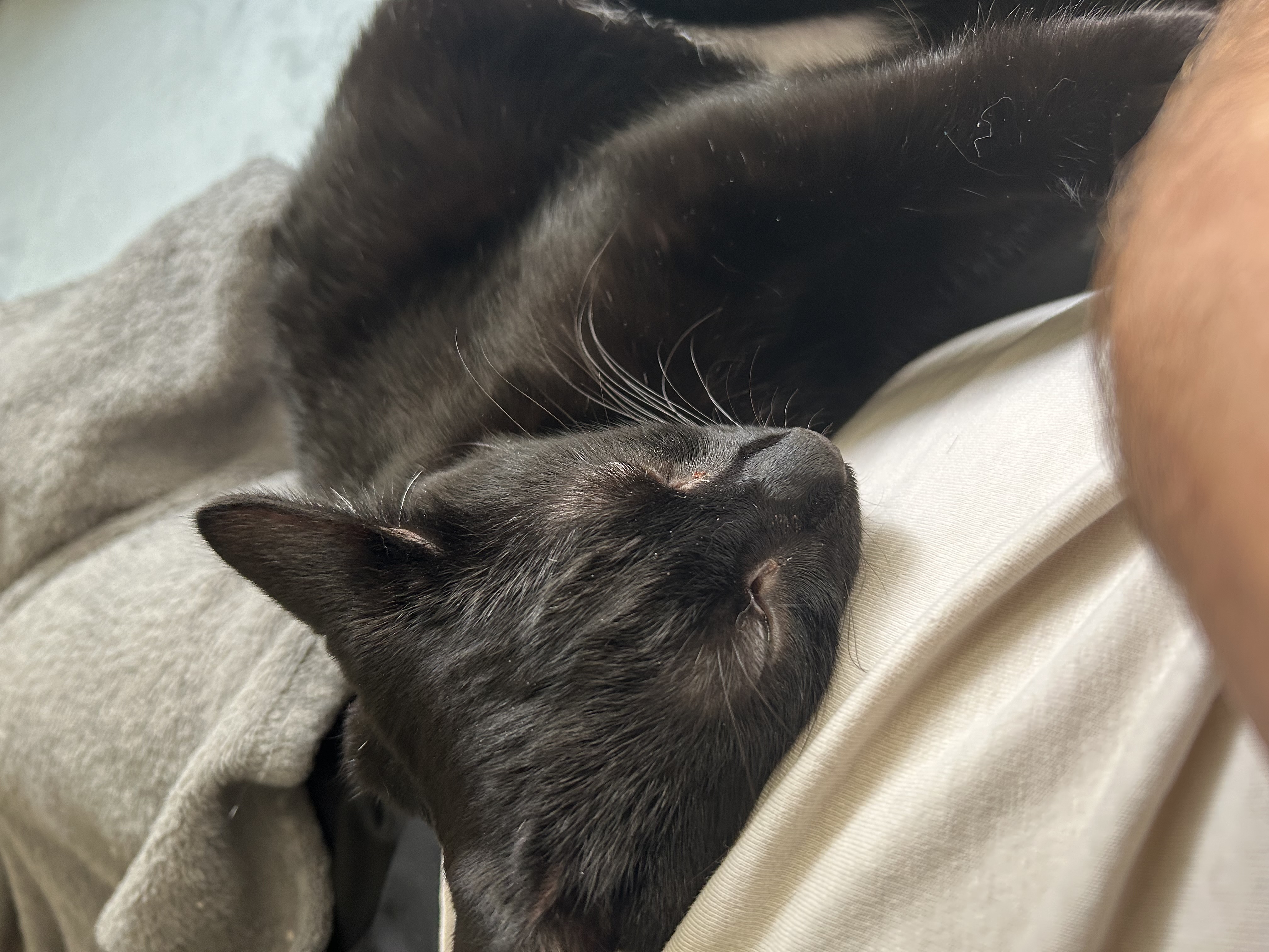 Knight (quirky, energetic and AWESOME), a Adoptable Domestic Short Hair in Rock Hill, SC image 4/6