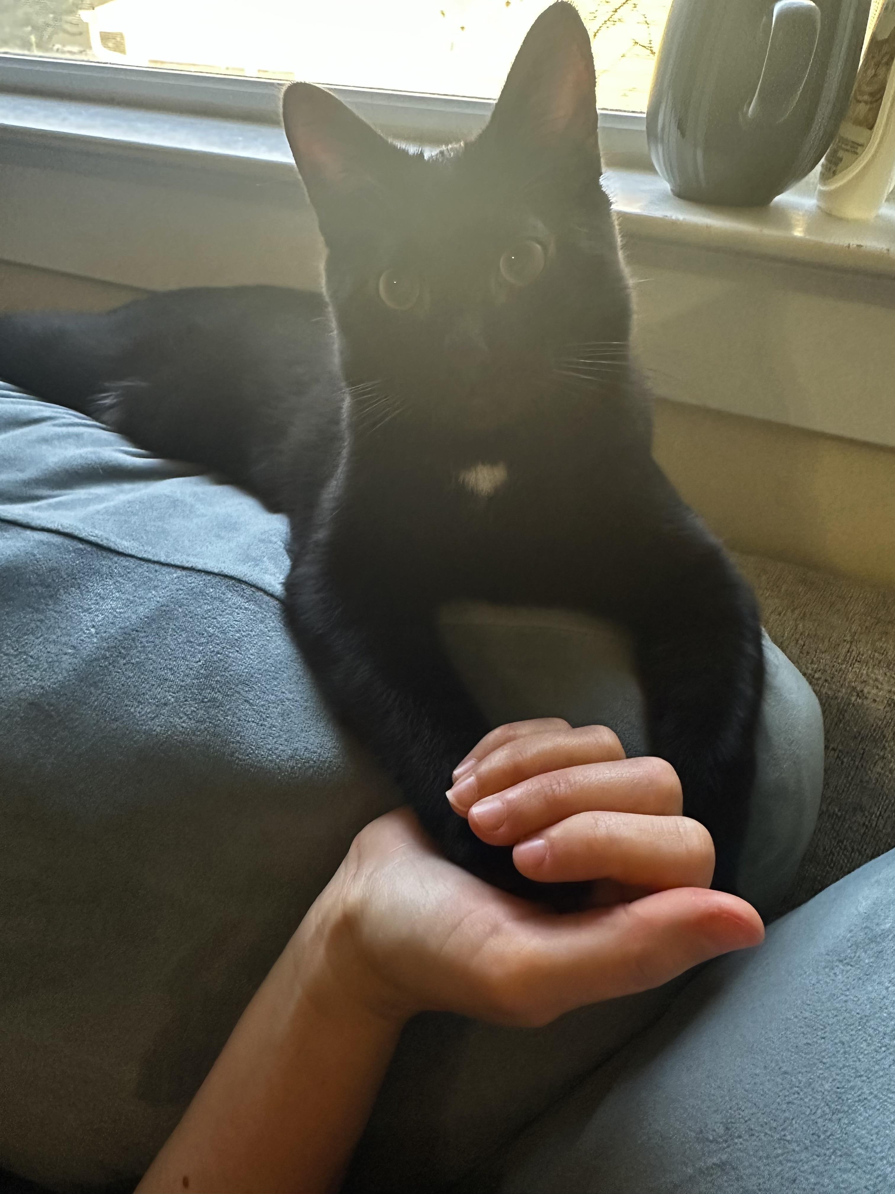 Knight (quirky, energetic and AWESOME), a Adoptable Domestic Short Hair in Rock Hill, SC image 3/6