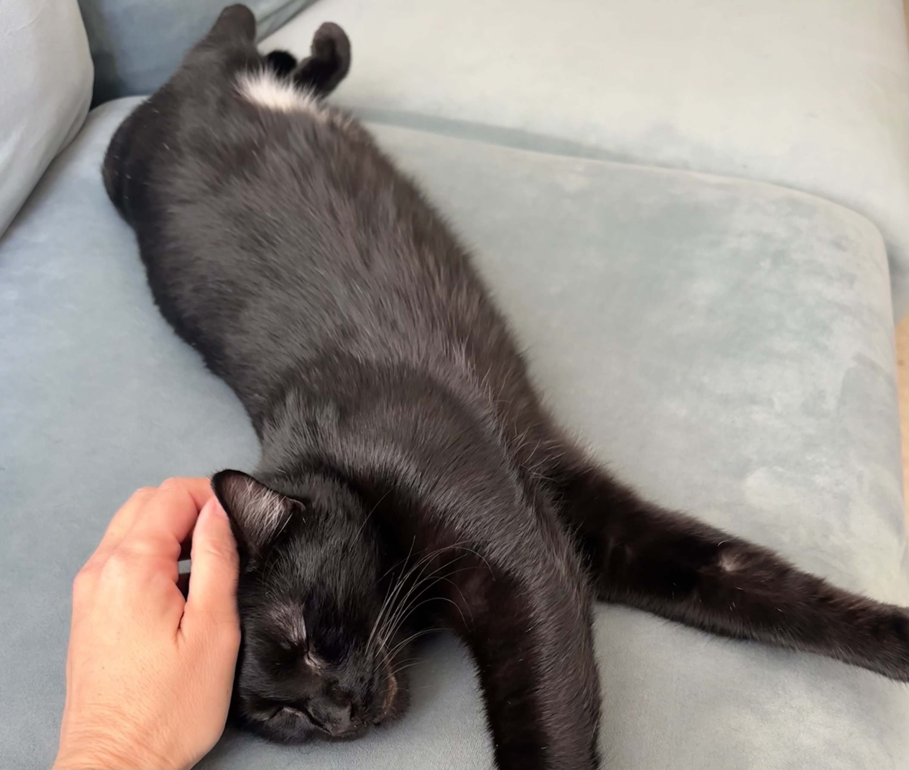 Knight (quirky, energetic and AWESOME), a Adoptable Domestic Short Hair in Rock Hill, SC image 6/6