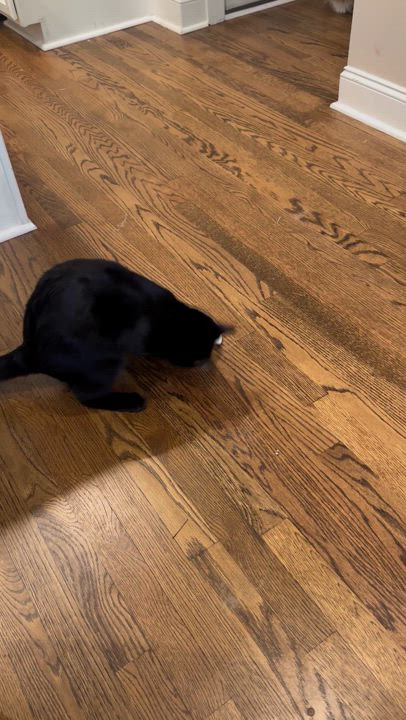 Enlarge Knight (quirky, energetic and AWESOME), a Adoptable Domestic Short Hair in Rock Hill, SC video 5/6