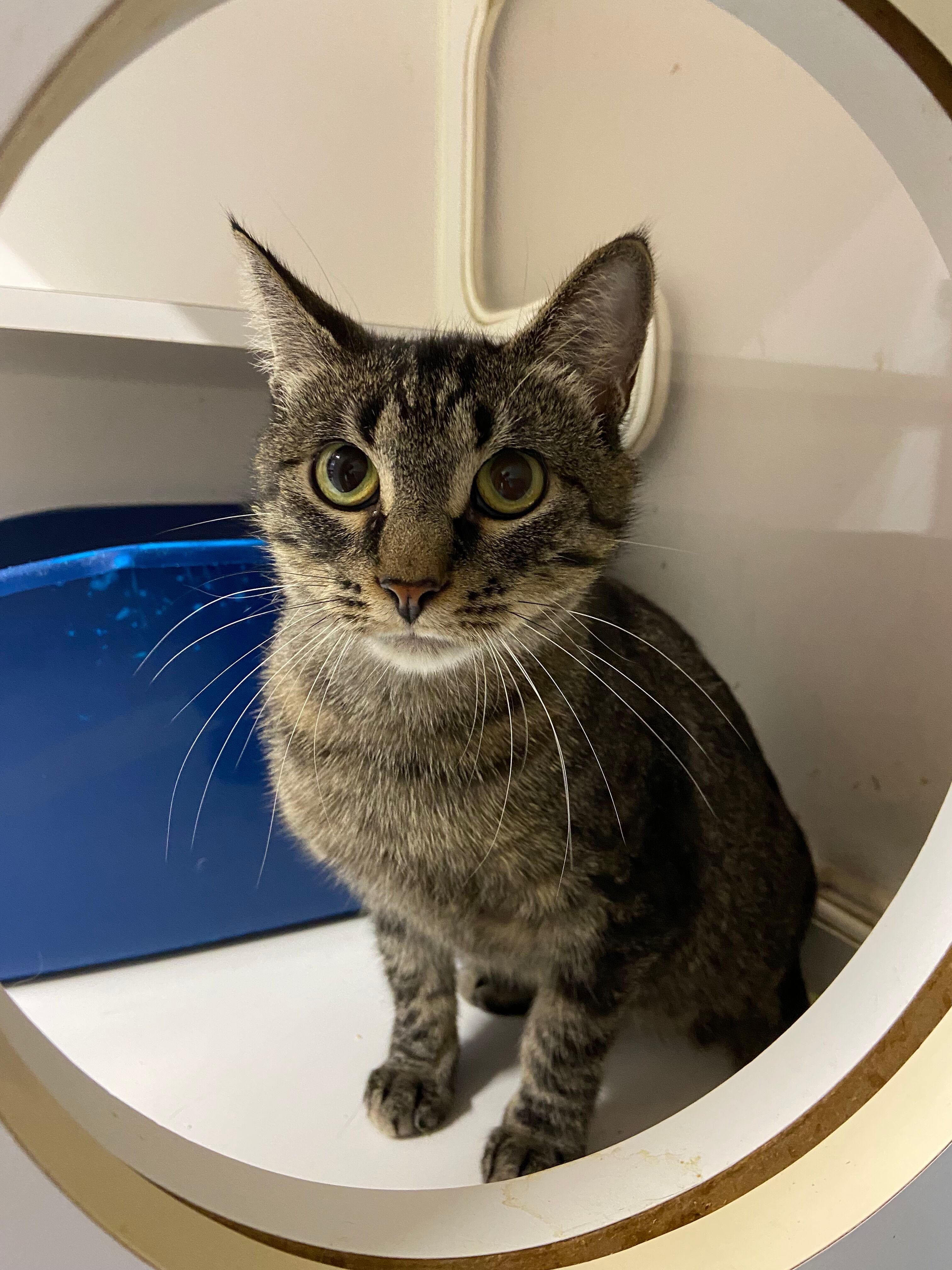 Timid, Adoptable, Adult Female Domestic Short Hair.