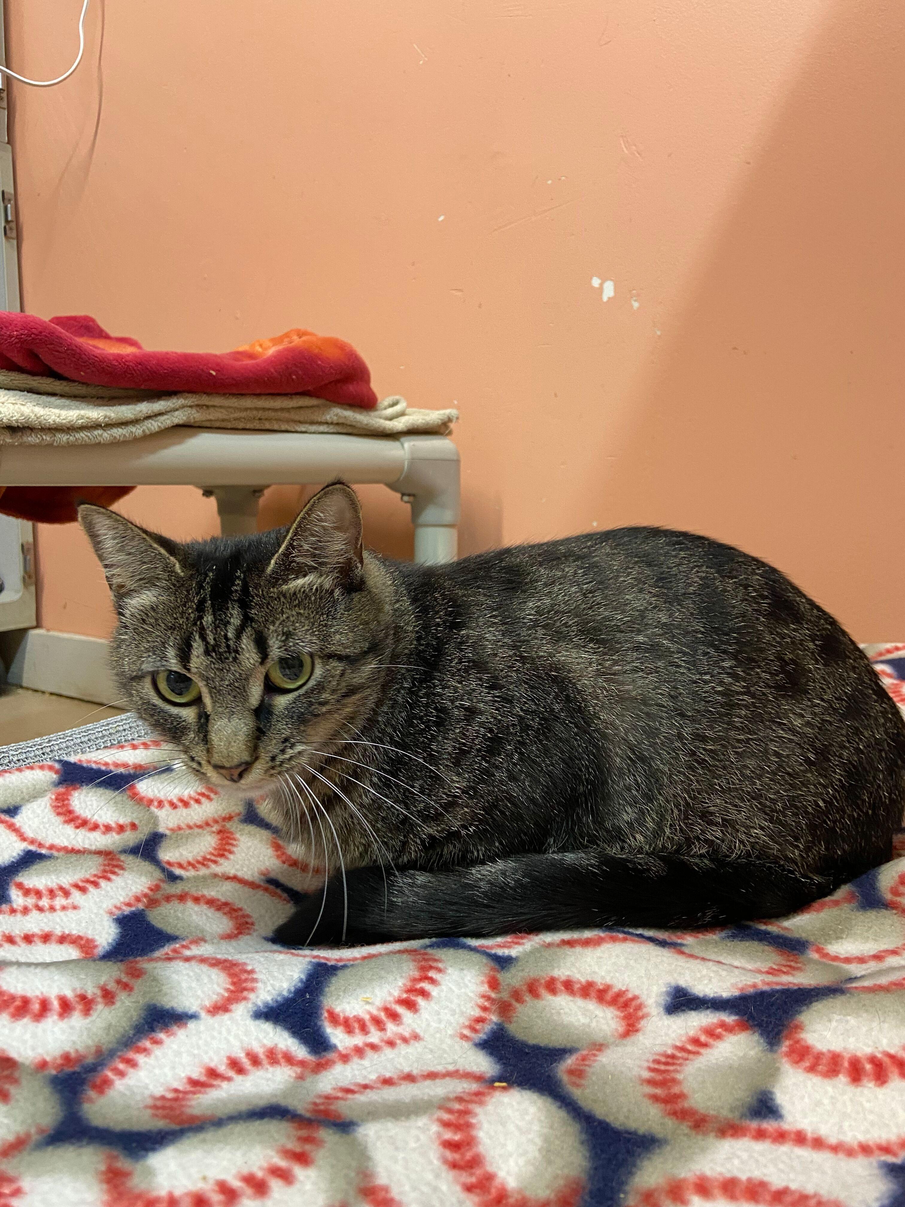 Enlarge Timid, a Adoptable Domestic Short Hair in Peru, IN image 2/5