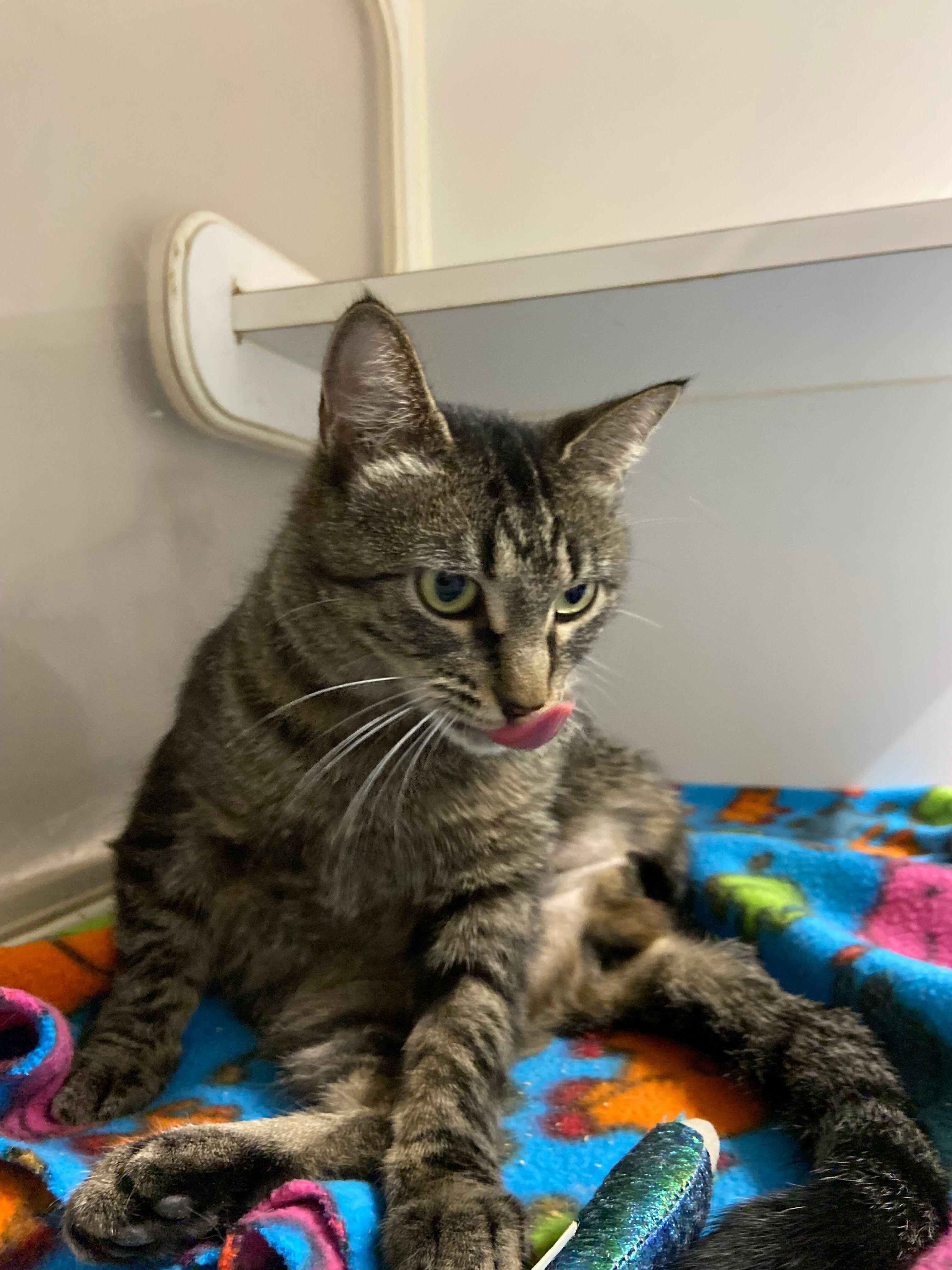 Enlarge Timid, a Adoptable Domestic Short Hair in Peru, IN image 5/5