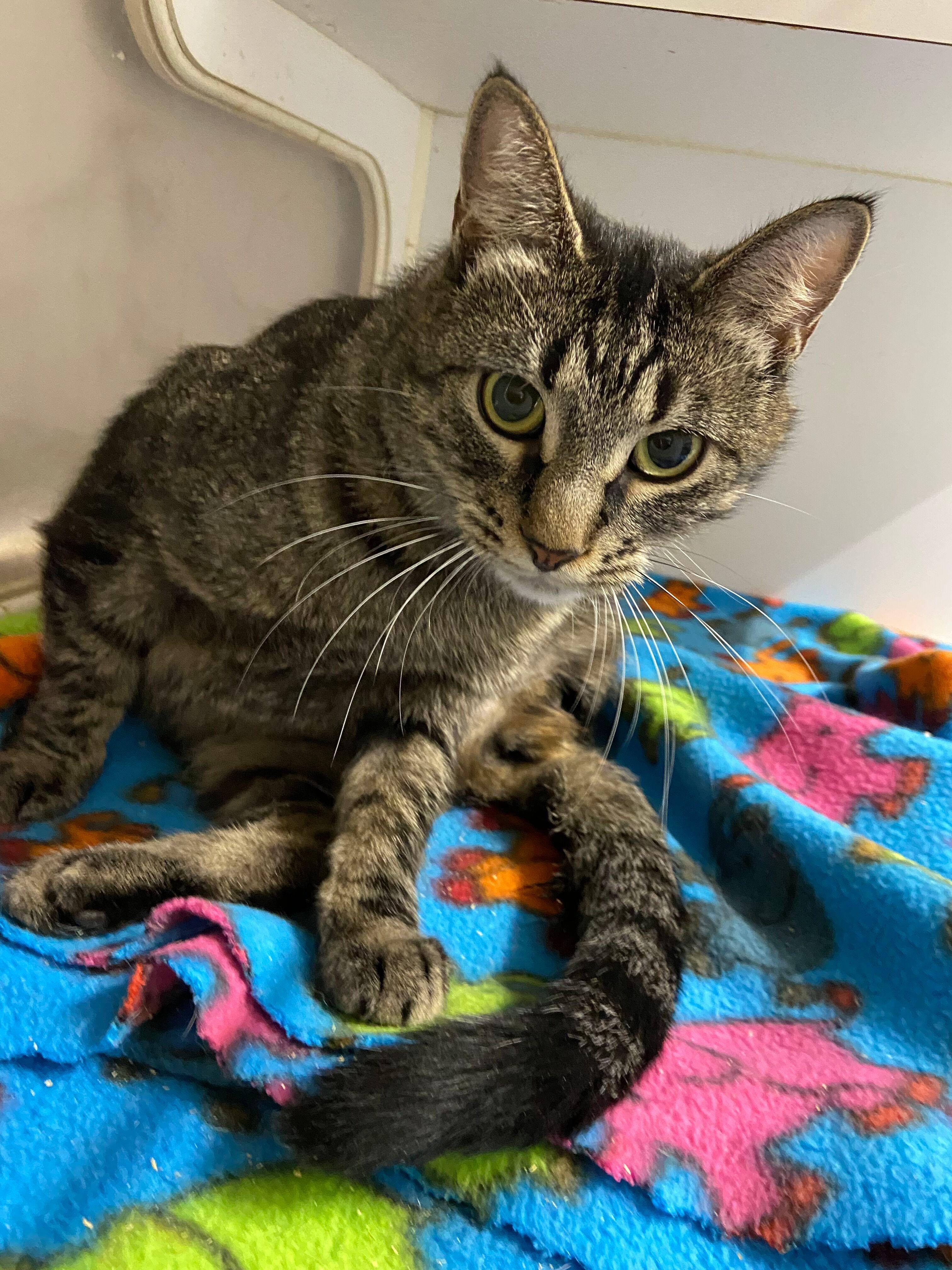 Enlarge Timid, a Adoptable Domestic Short Hair in Peru, IN image 4/5