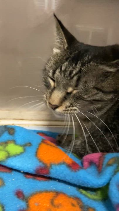 Enlarge Timid, a Adoptable Domestic Short Hair in Peru, IN video 3/5