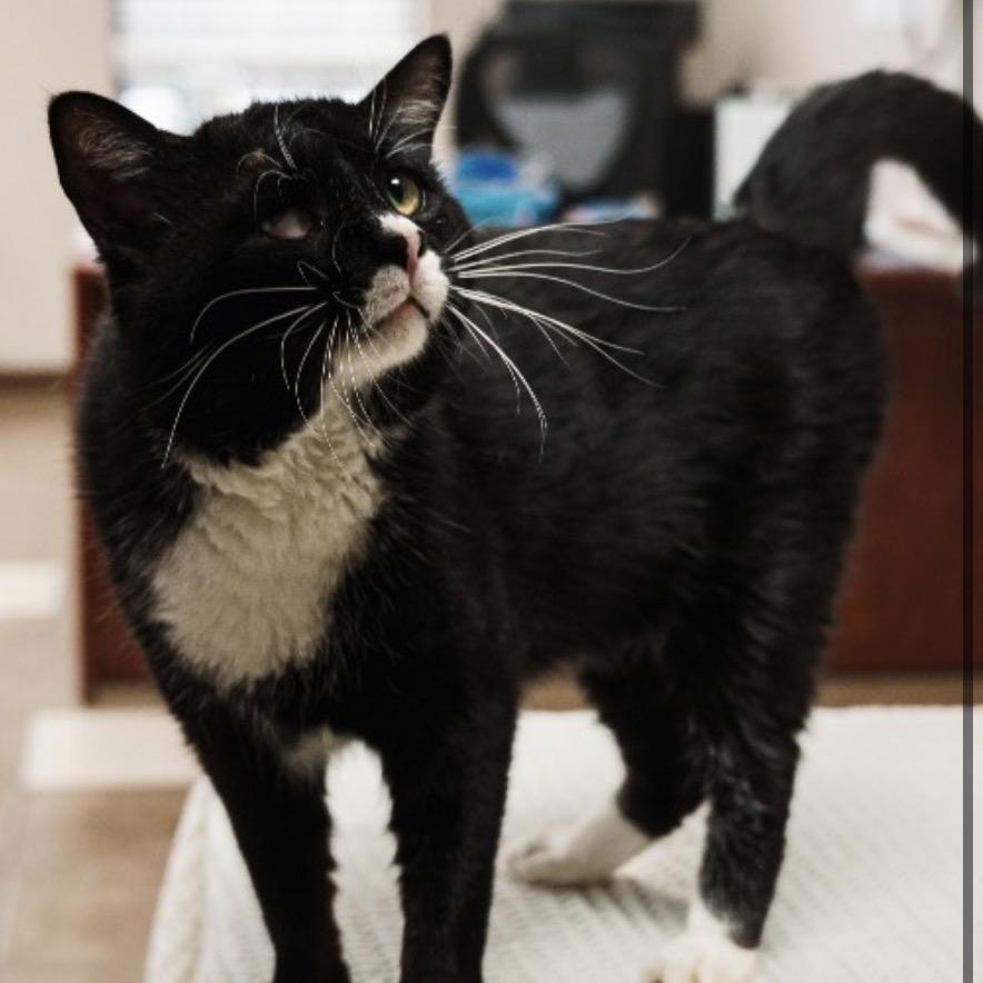 Enlarge Bruce, a Adoptable Domestic Short Hair in Mocksville, NC image 1/2