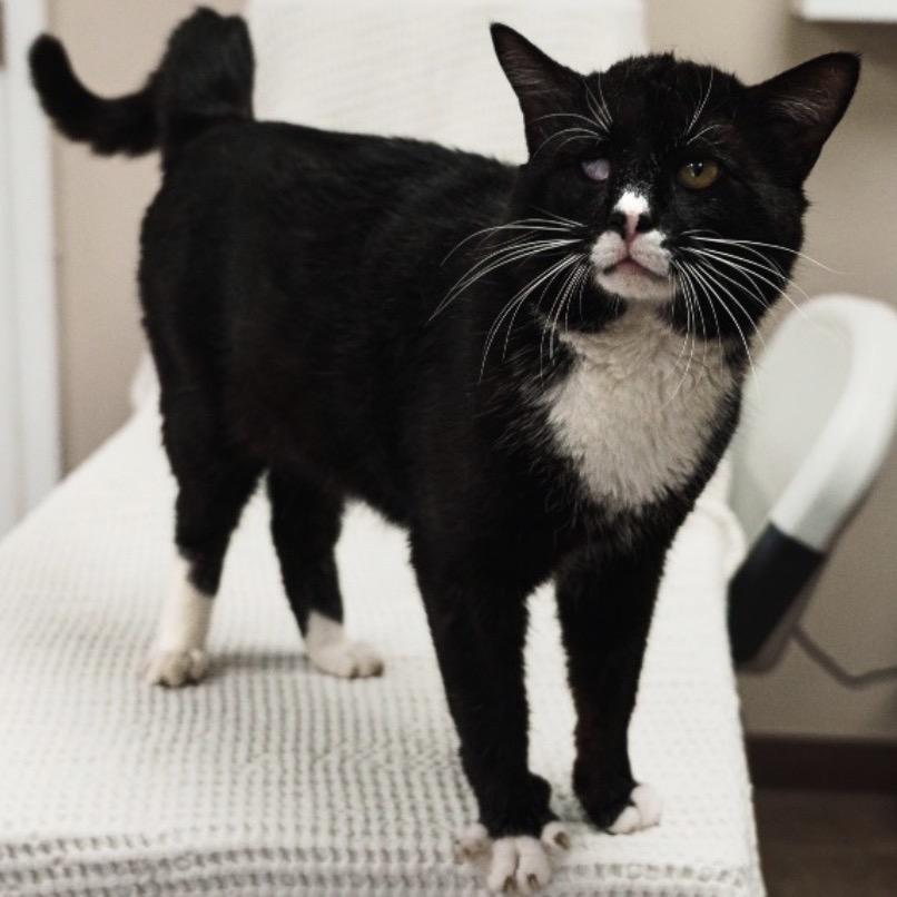 Enlarge Bruce, a Adoptable Domestic Short Hair in Mocksville, NC image 2/2