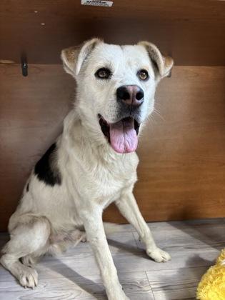 Enlarge Taka, a Adoptable mixed breed in South Bend, IN image 1/3