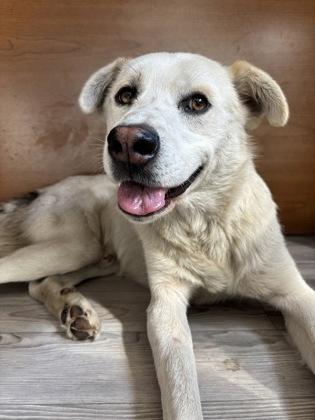 Enlarge Taka, a Adoptable mixed breed in South Bend, IN image 2/3