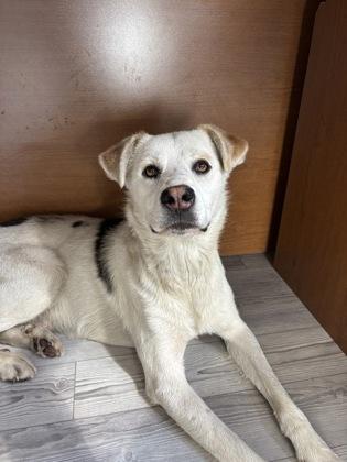 Enlarge Taka, a Adoptable mixed breed in South Bend, IN image 2/3