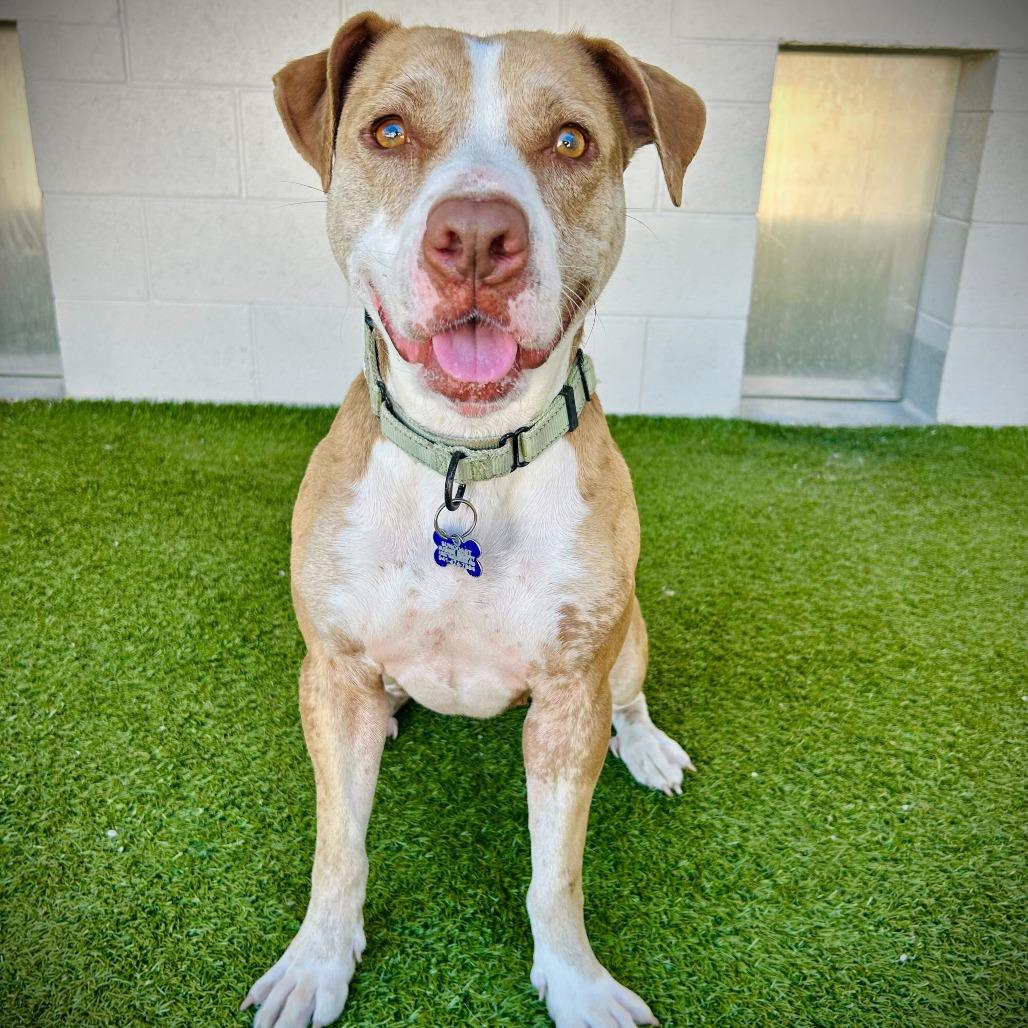 Star, Adoptable, Adult Female Mixed Breed & Mixed Breed.