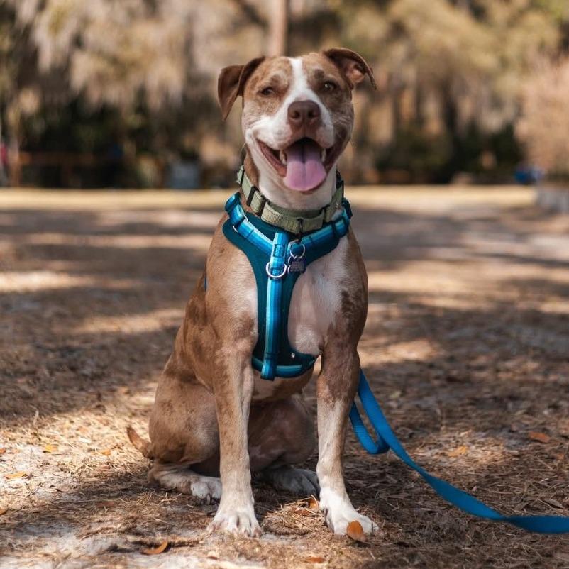 Enlarge Star, a Adoptable mixed breed in Englewood, FL image 1/5