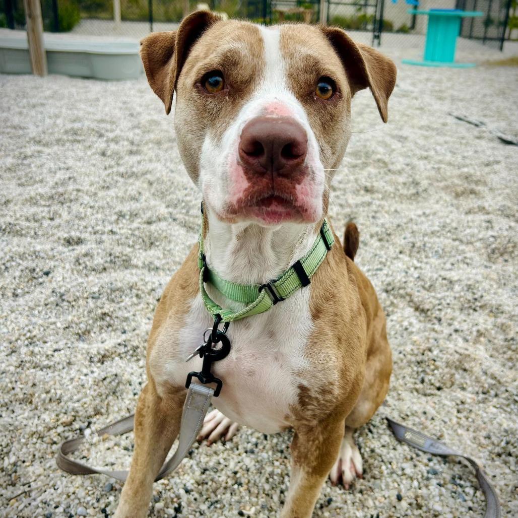 Enlarge Star, a Adoptable mixed breed in Englewood, FL image 2/5