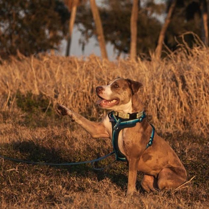 Enlarge Star, a Adoptable mixed breed in Englewood, FL image 3/5