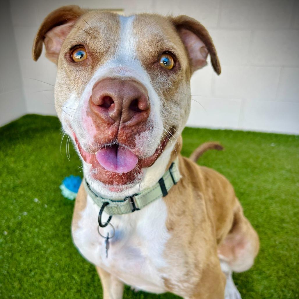 Enlarge Star, a Adoptable mixed breed in Englewood, FL image 4/6