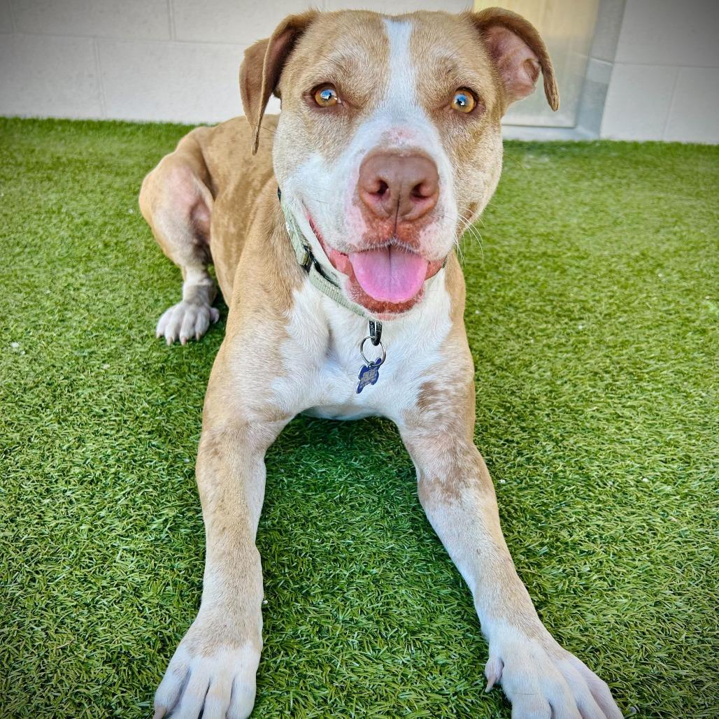 Enlarge Star, a Adoptable mixed breed in Englewood, FL image 5/6