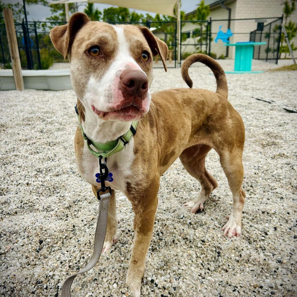 Enlarge Star, a Adoptable mixed breed in Englewood, FL image 4/5